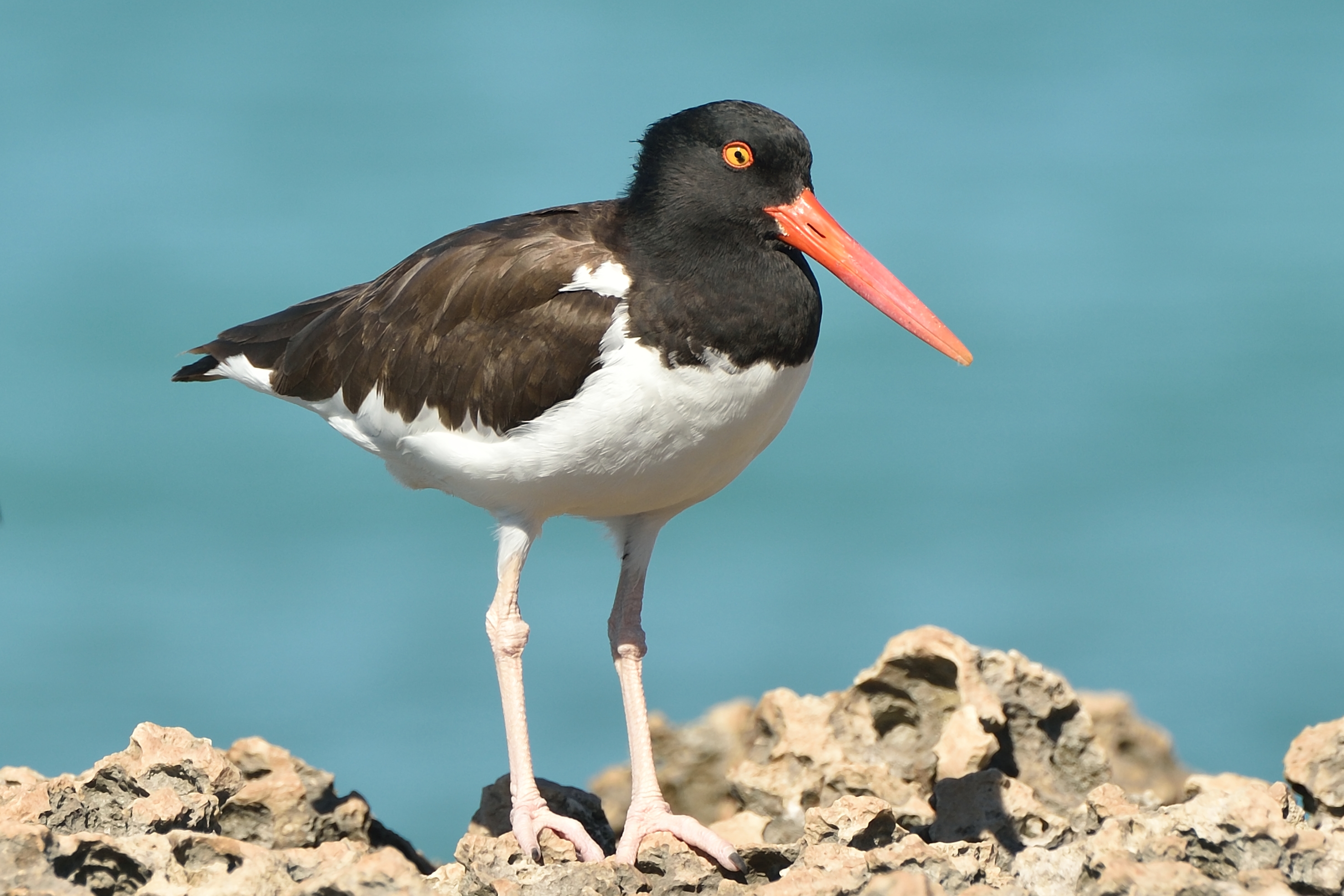 Species photo 7
