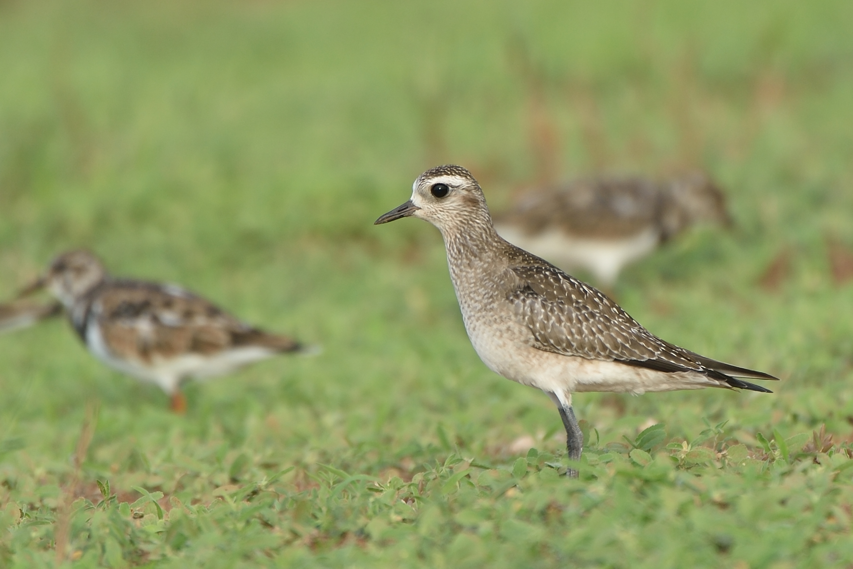 Species photo 7