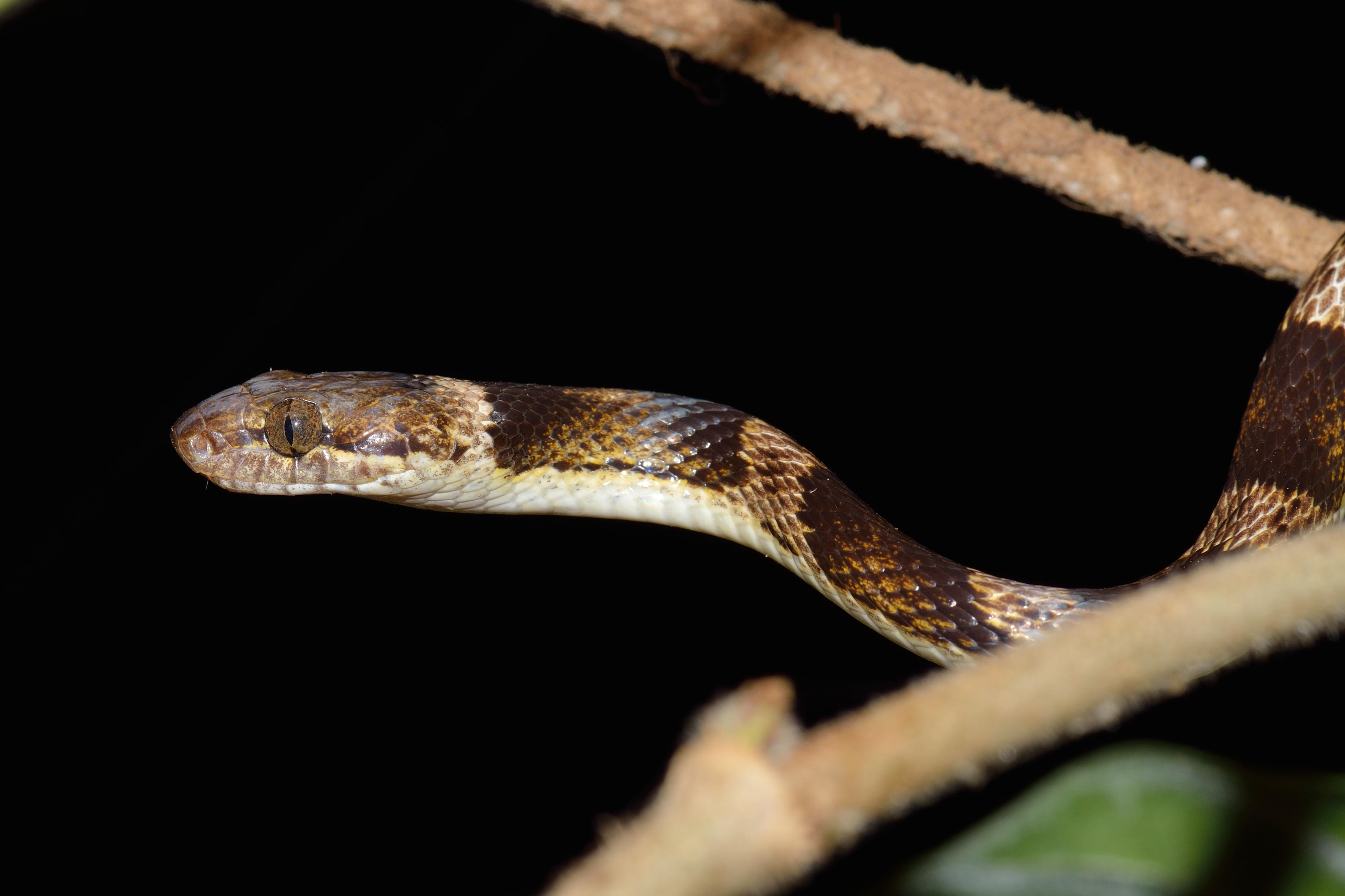 Leptodeira bakeri
