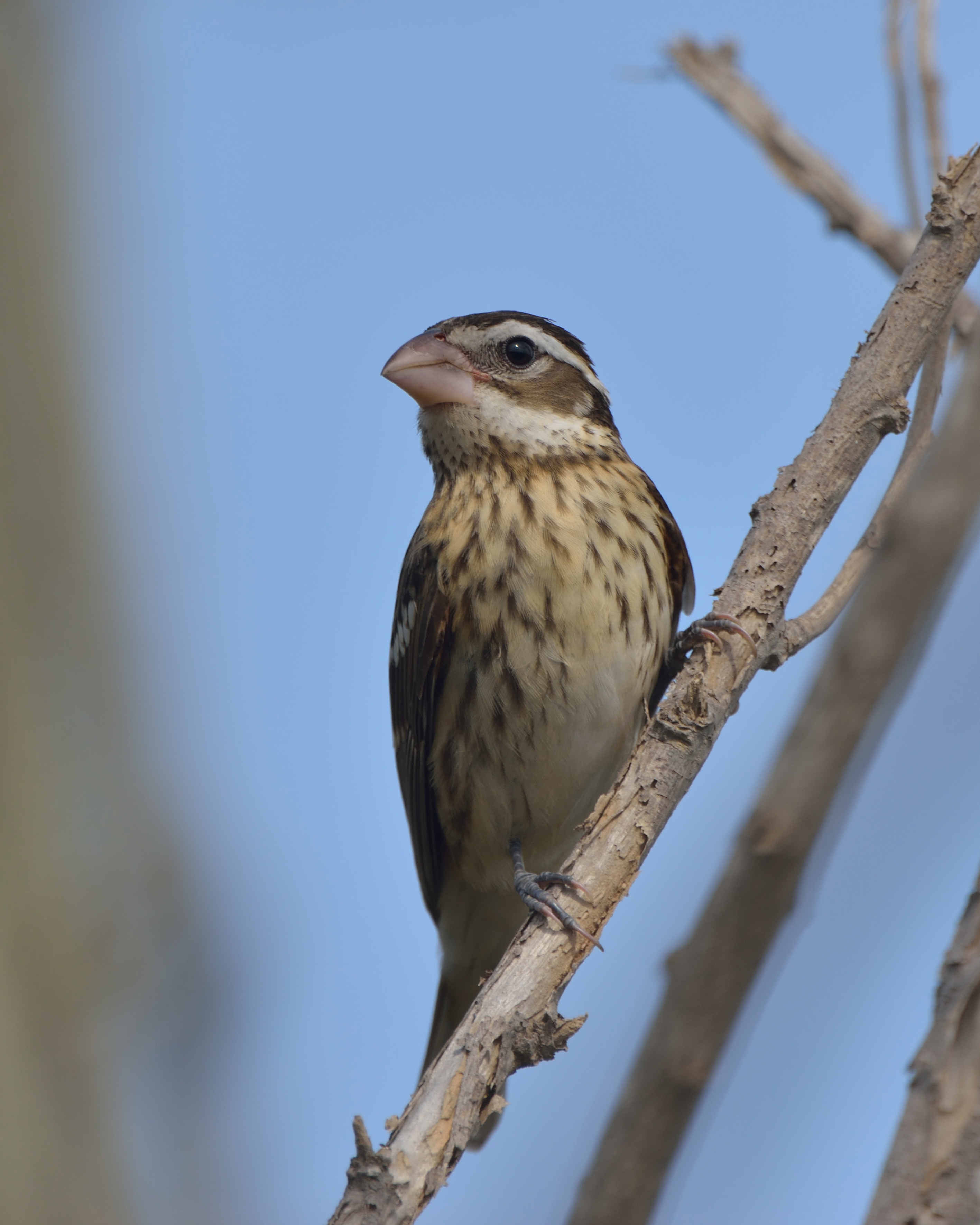 Pheucticus ludovicianus