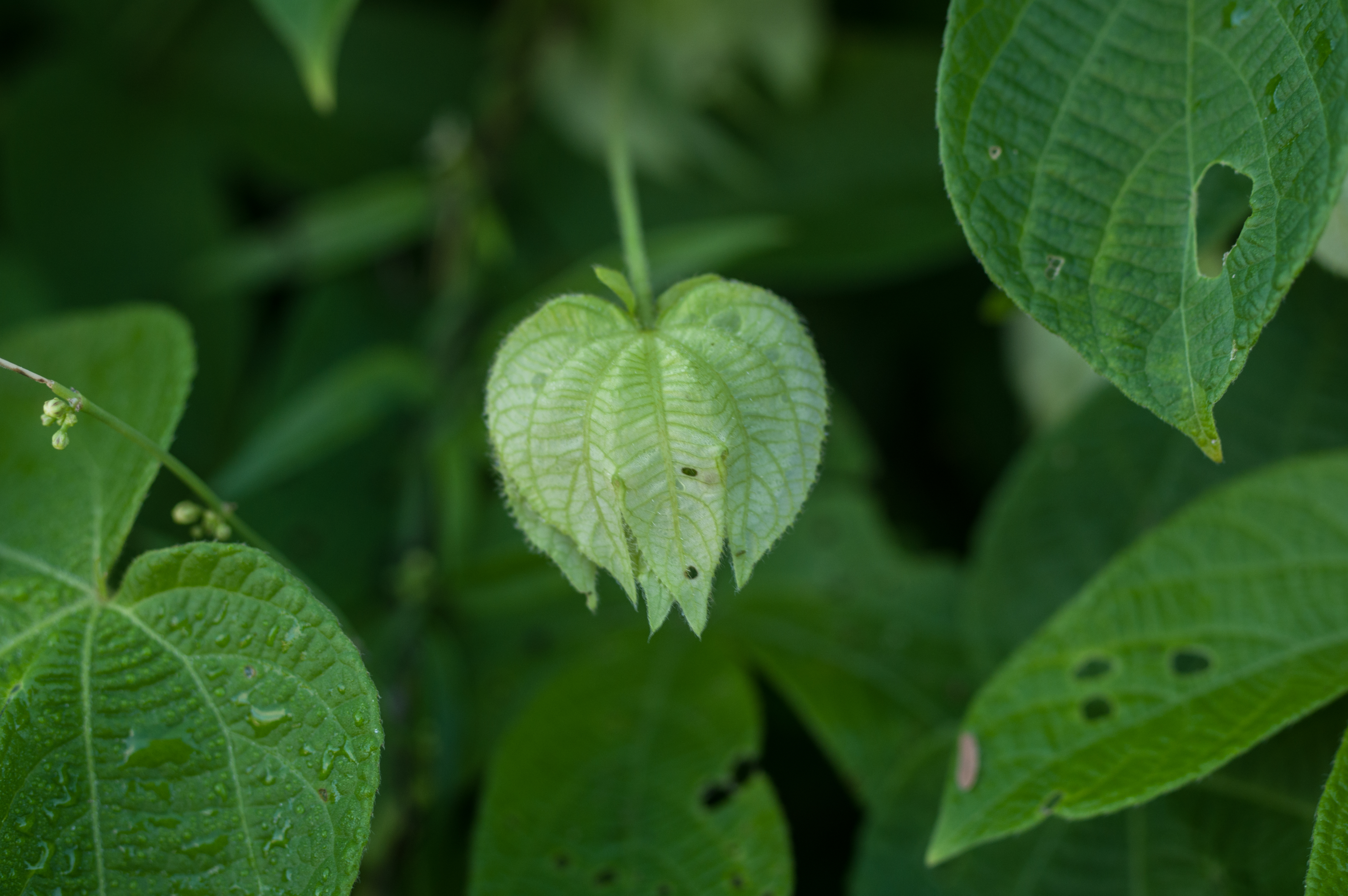 Dalechampia scandens