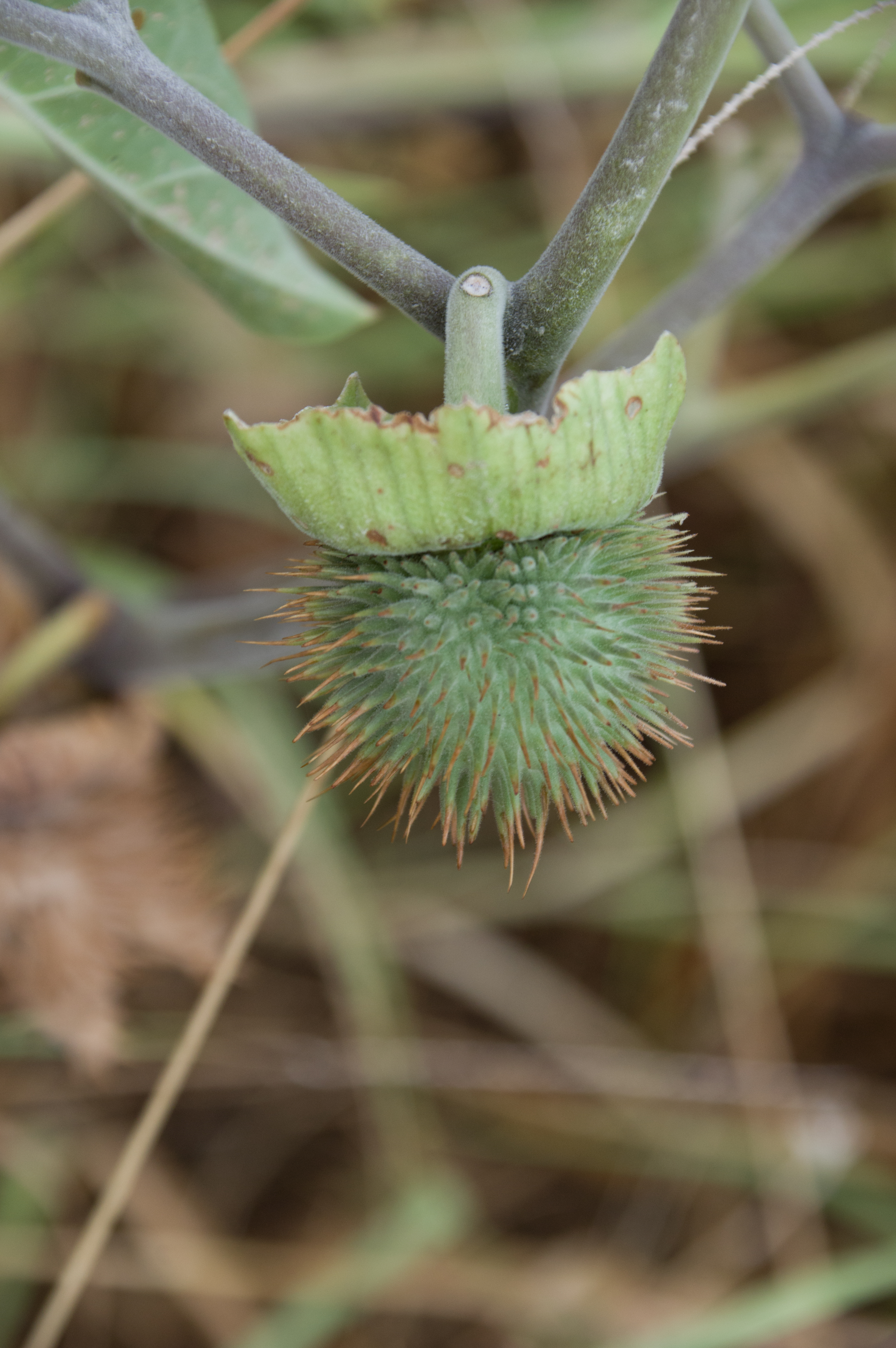 Datura innoxia