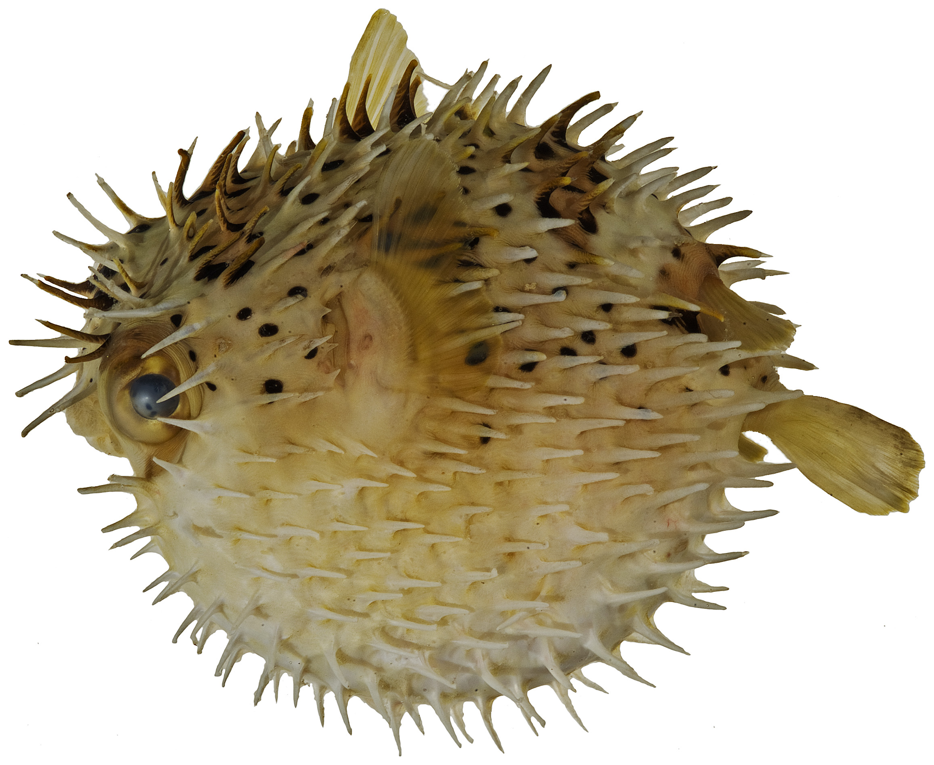 Long-spine Porcupinefish
