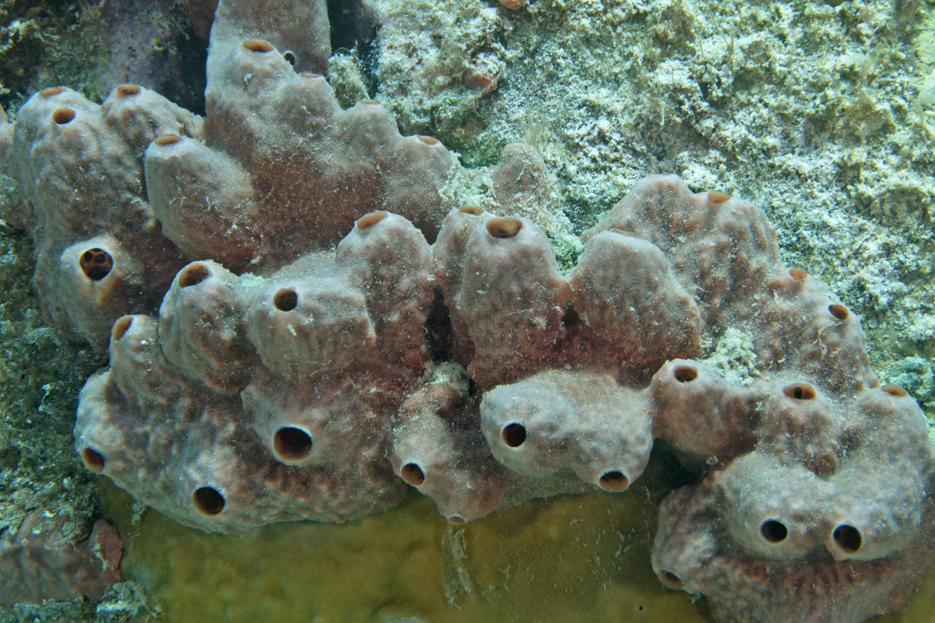 Desmapsamma anchorata