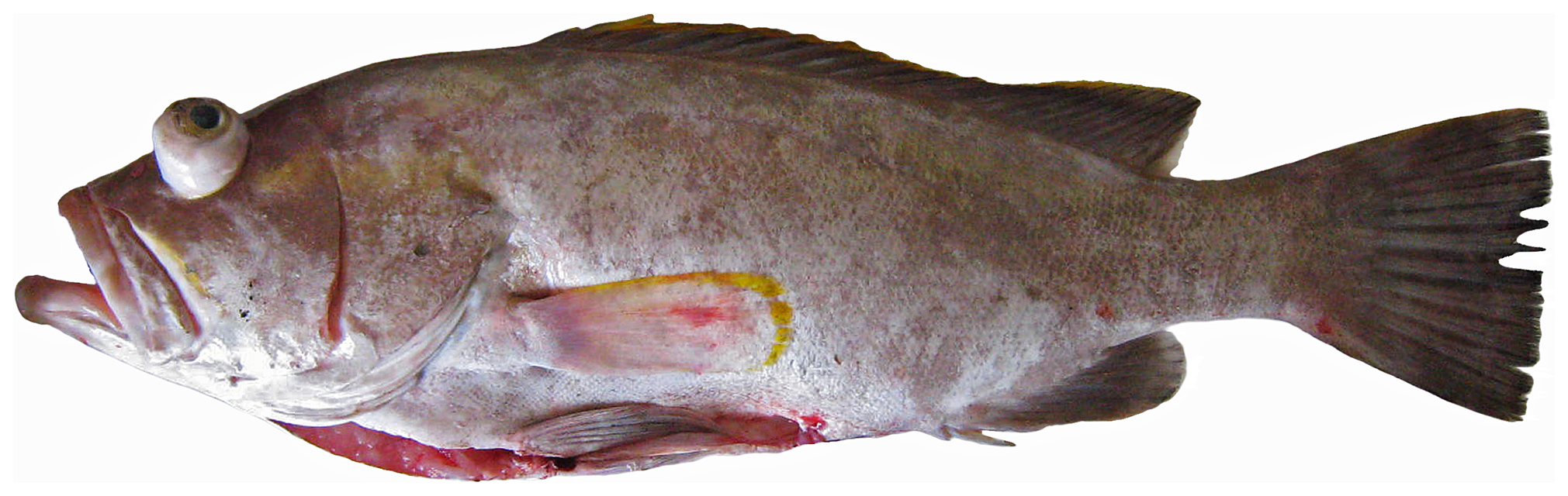 Yellowedge Grouper
