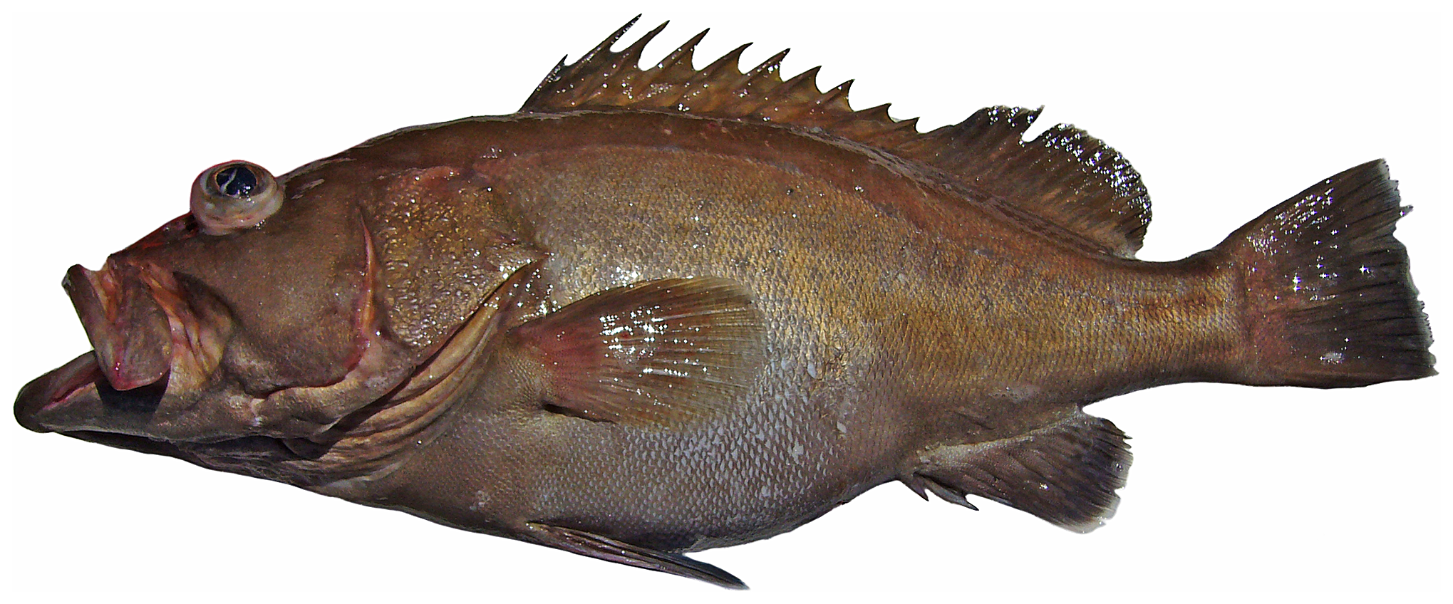 Hyporthodus niveatus
