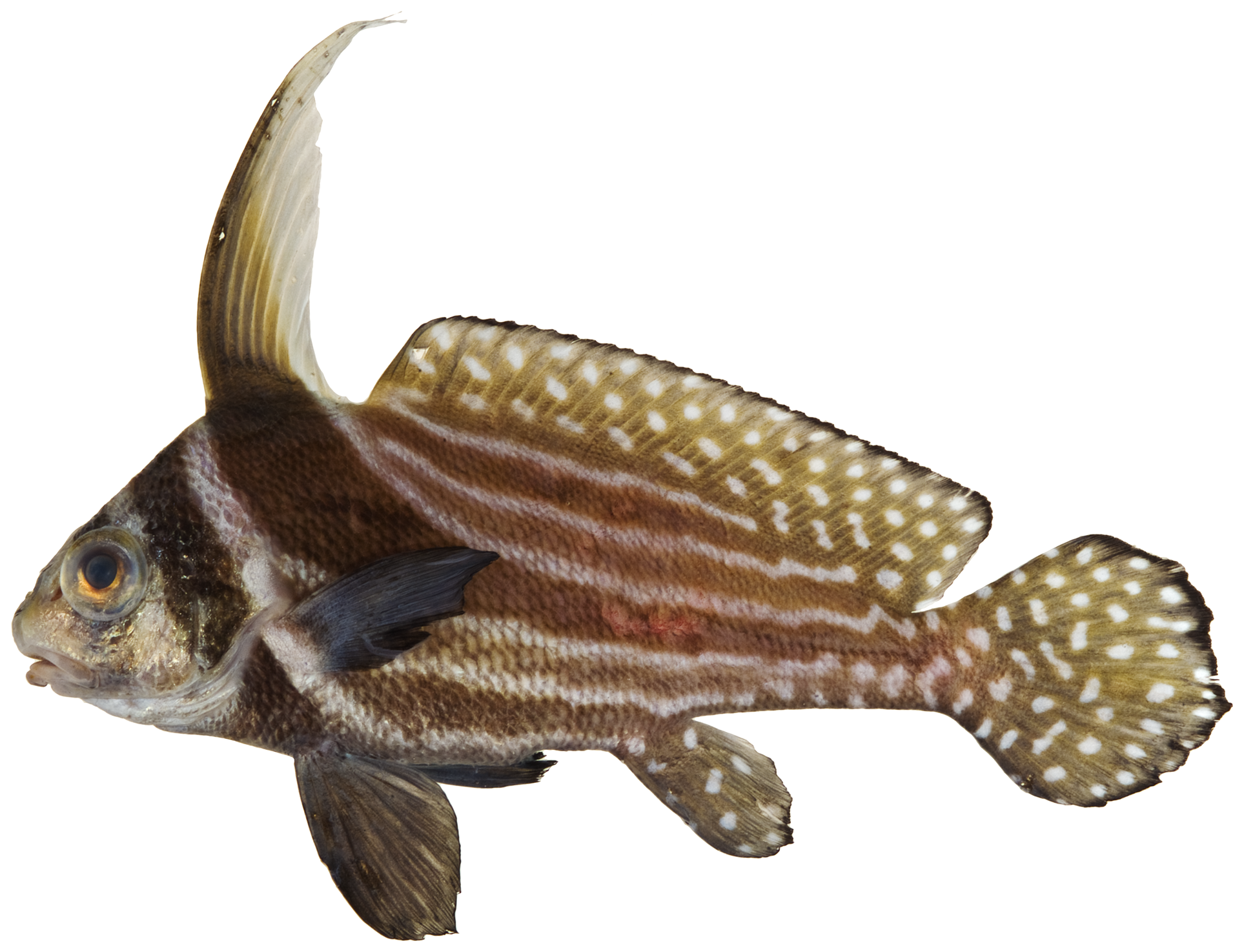 Spotted Drum