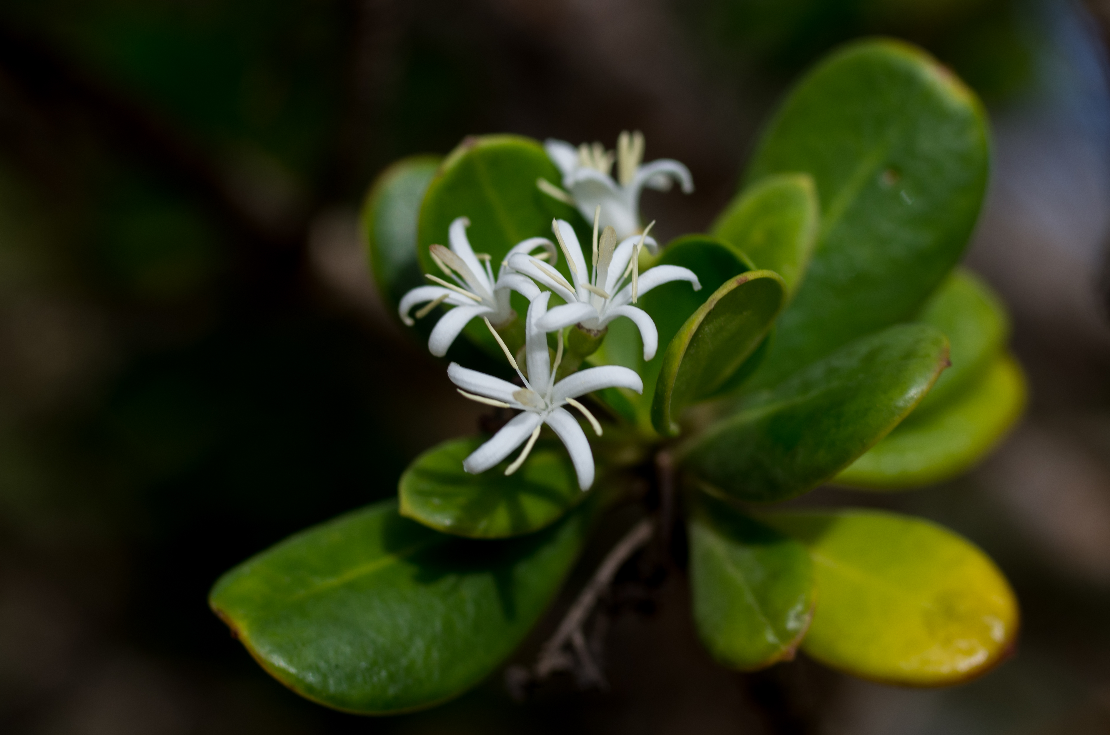Erithalis fruticosa