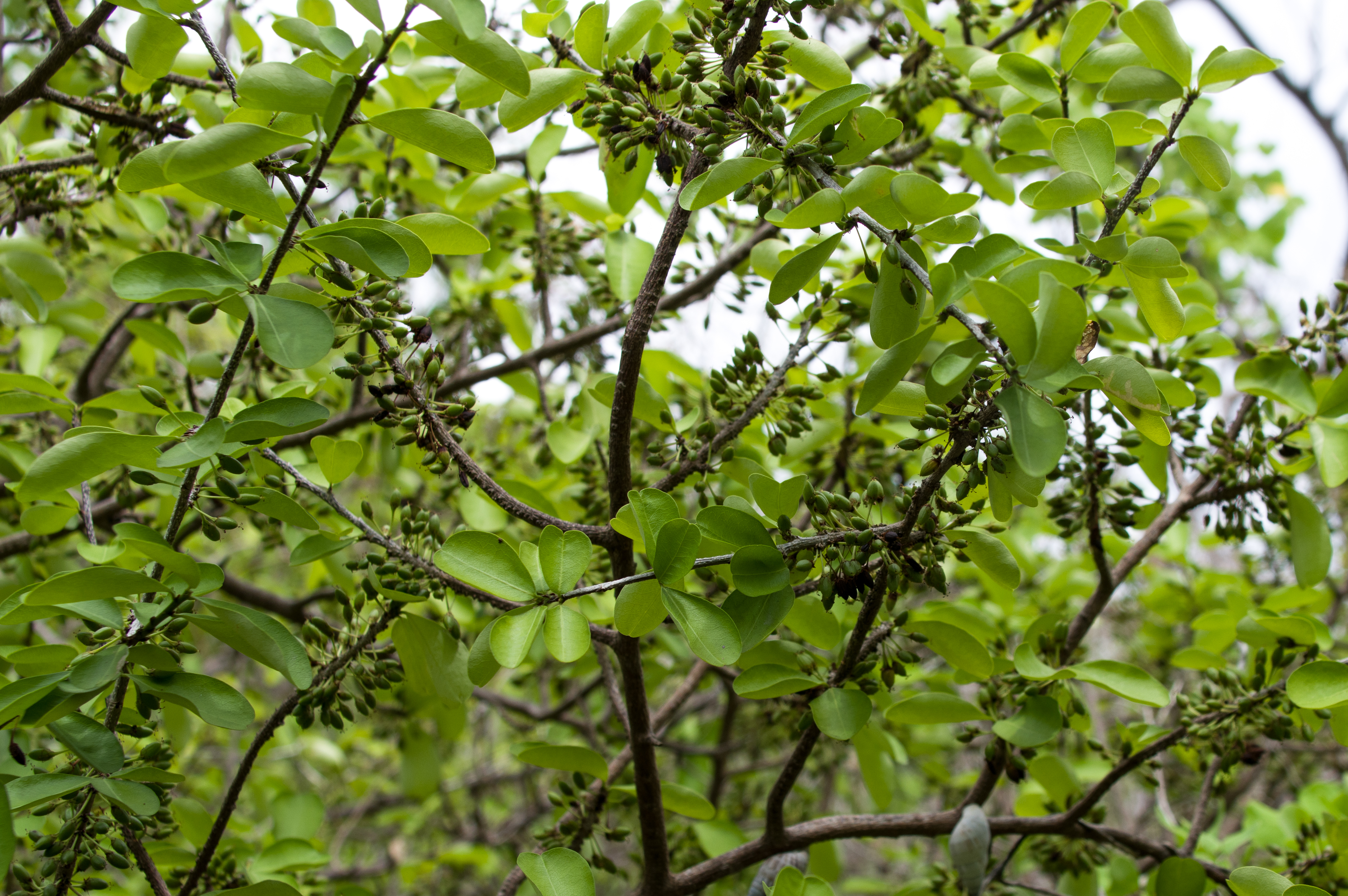 Erythroxylum havanense