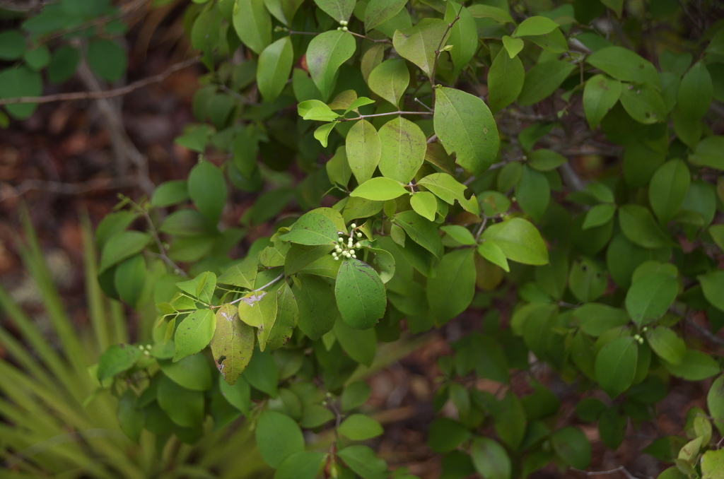Eugenia procera