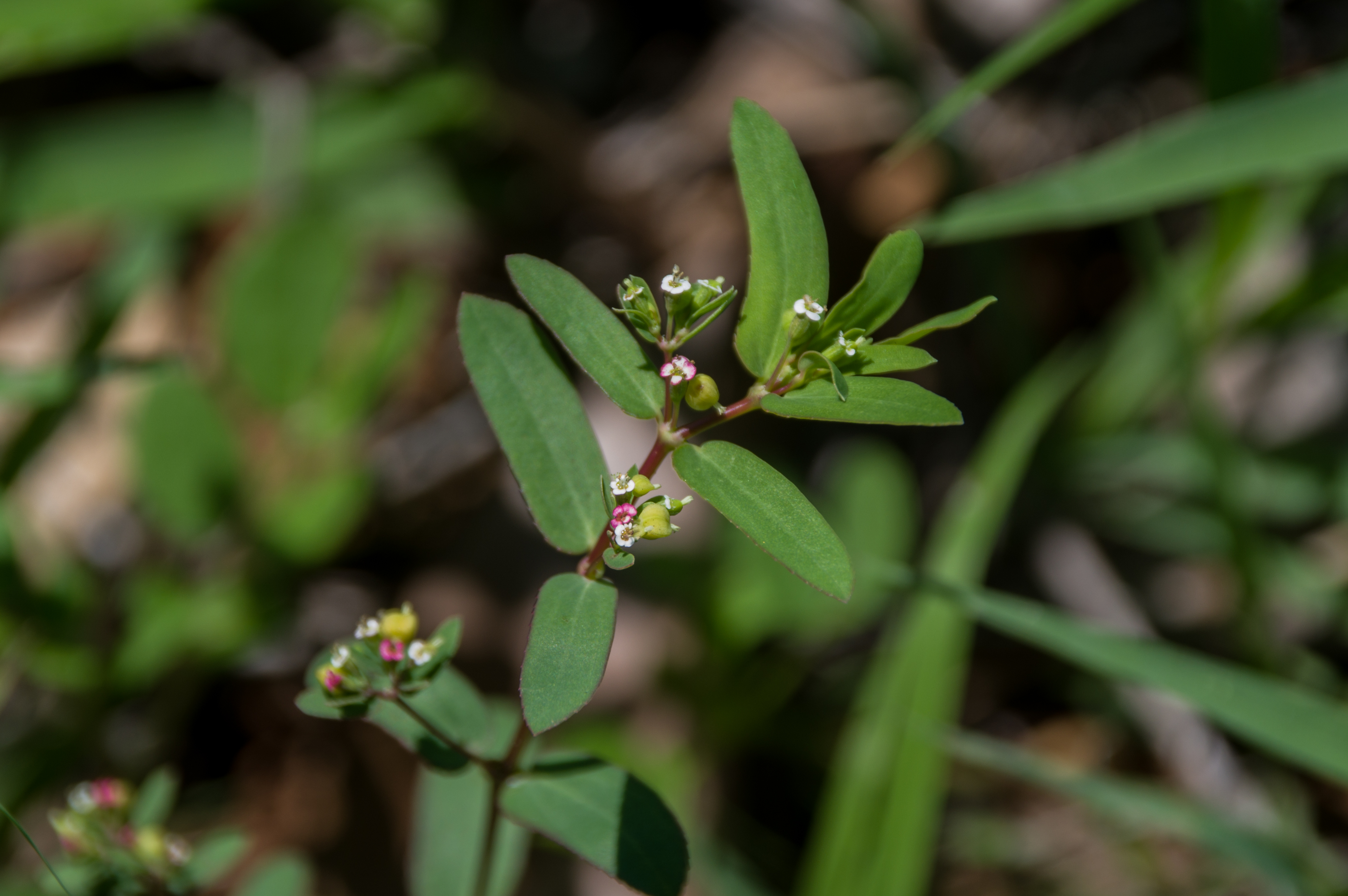 Euphorbia hypericifolia