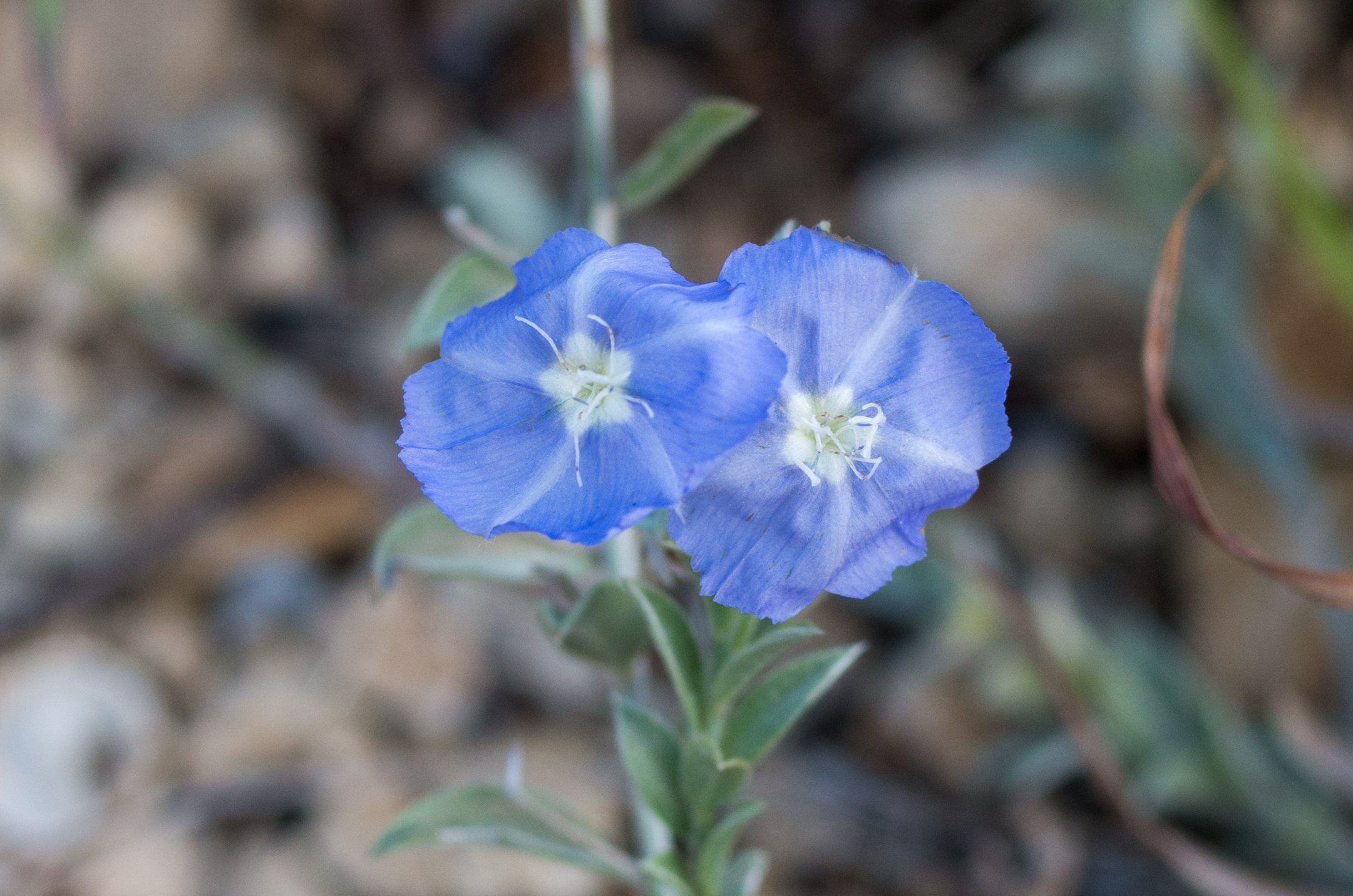 Evolvulus convolvuloides