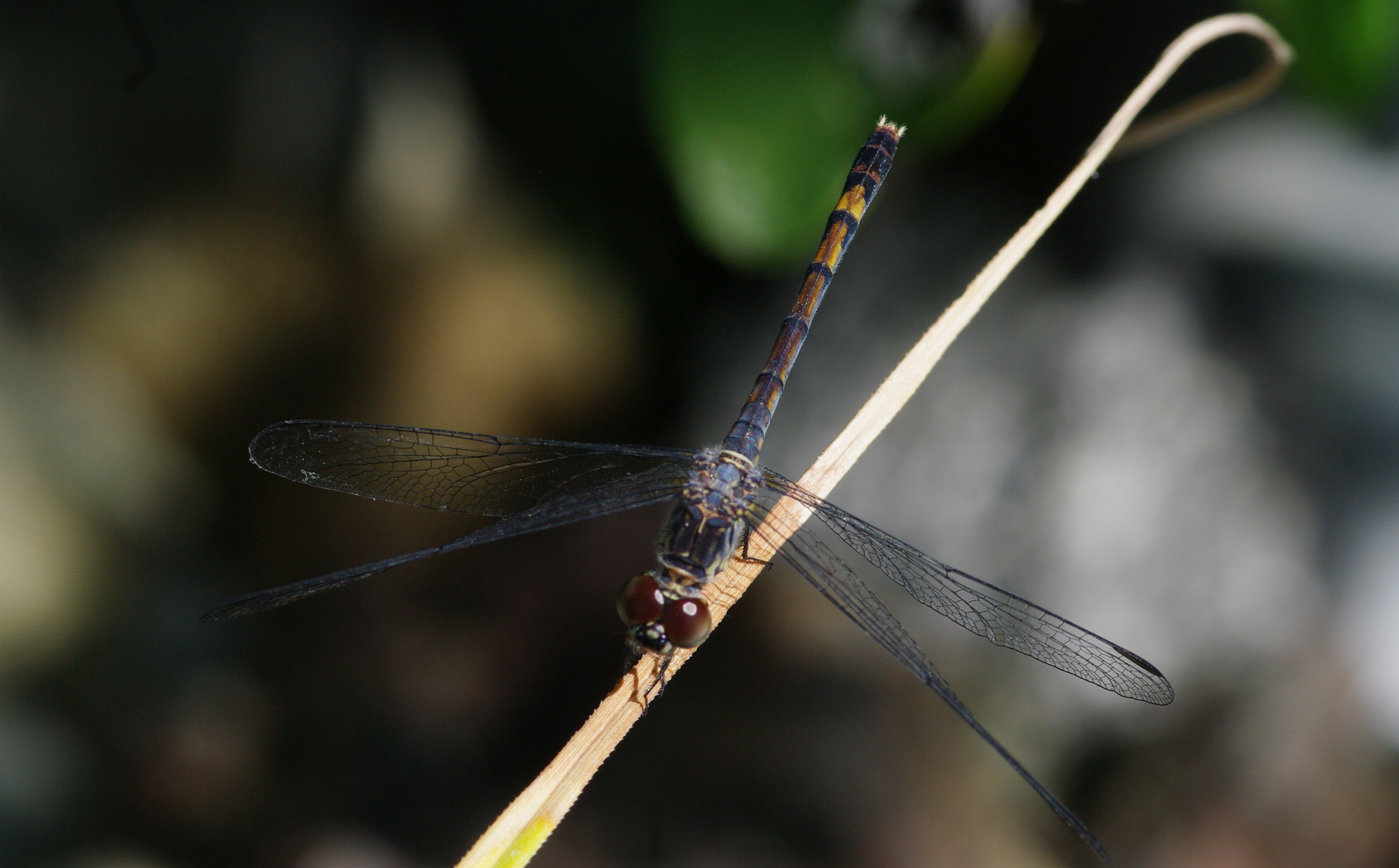 Erythrodiplax berenice