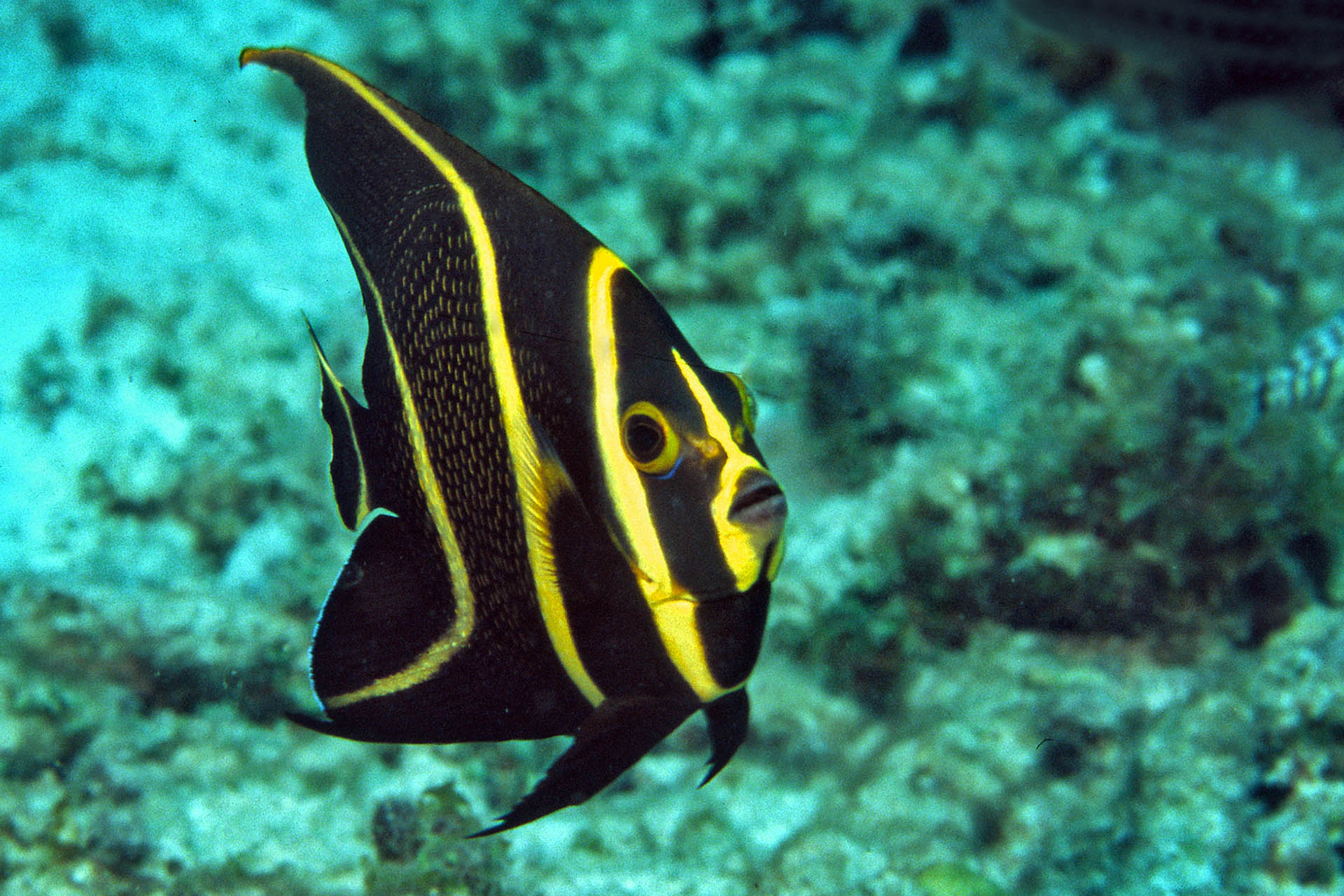 Pomacanthus paru