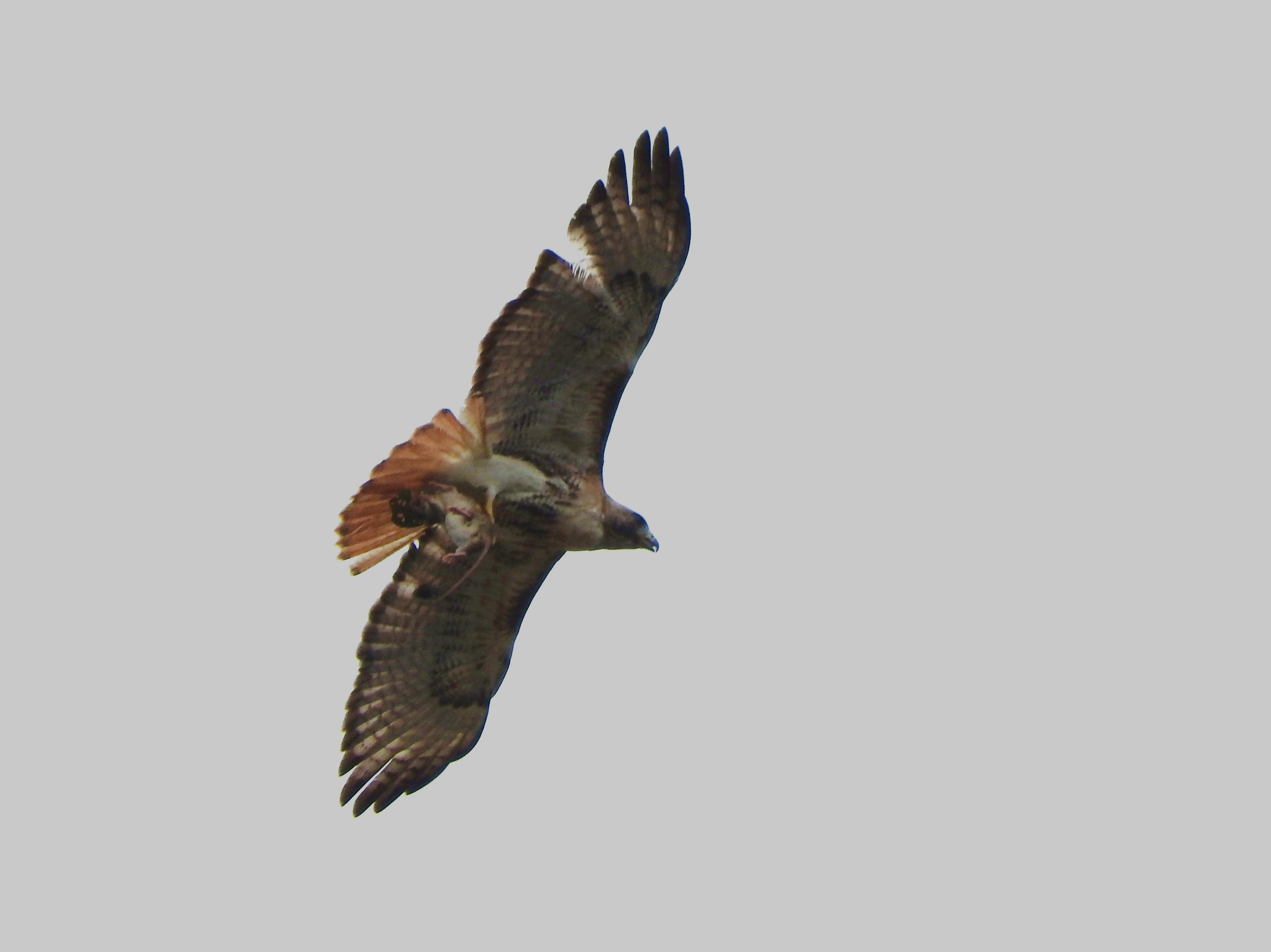 Buteo jamaicensis