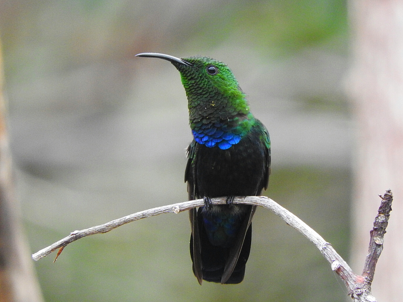 Species photo 7