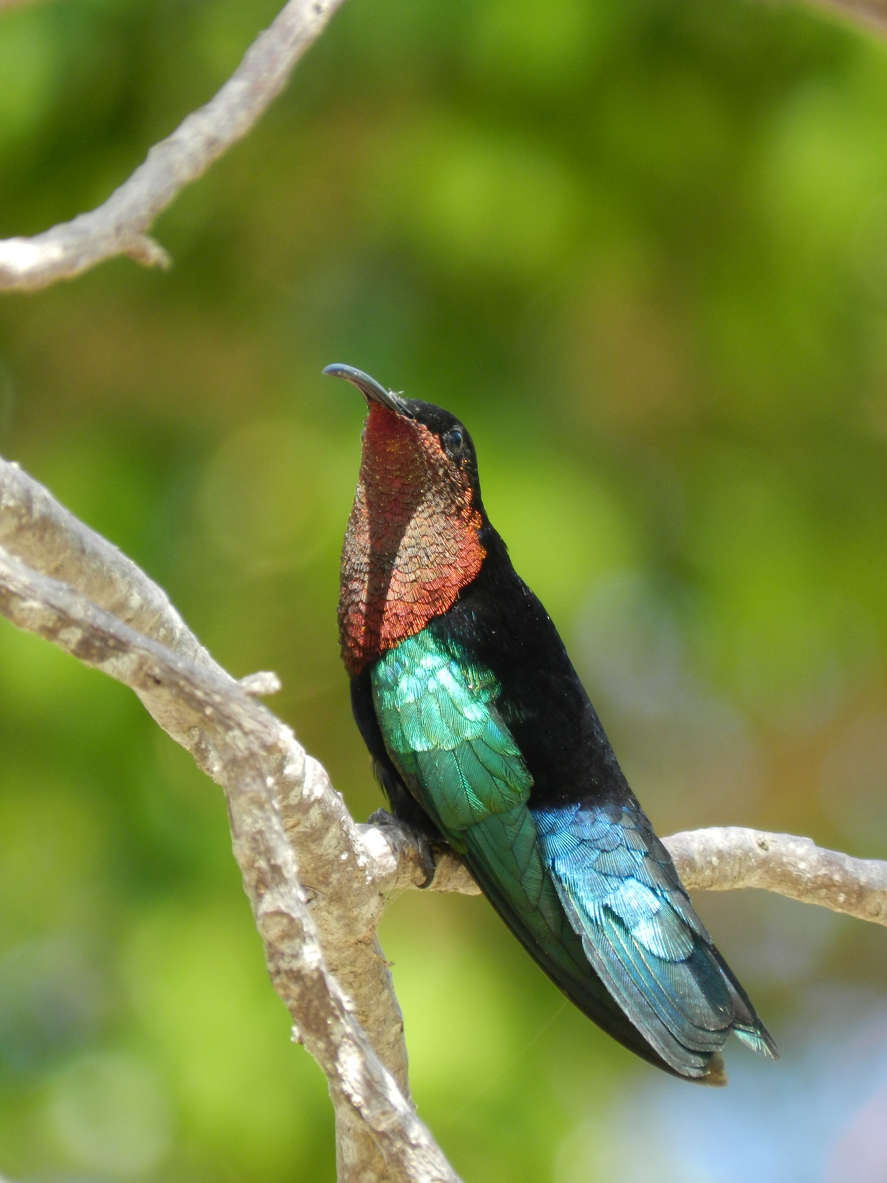 Species photo 7