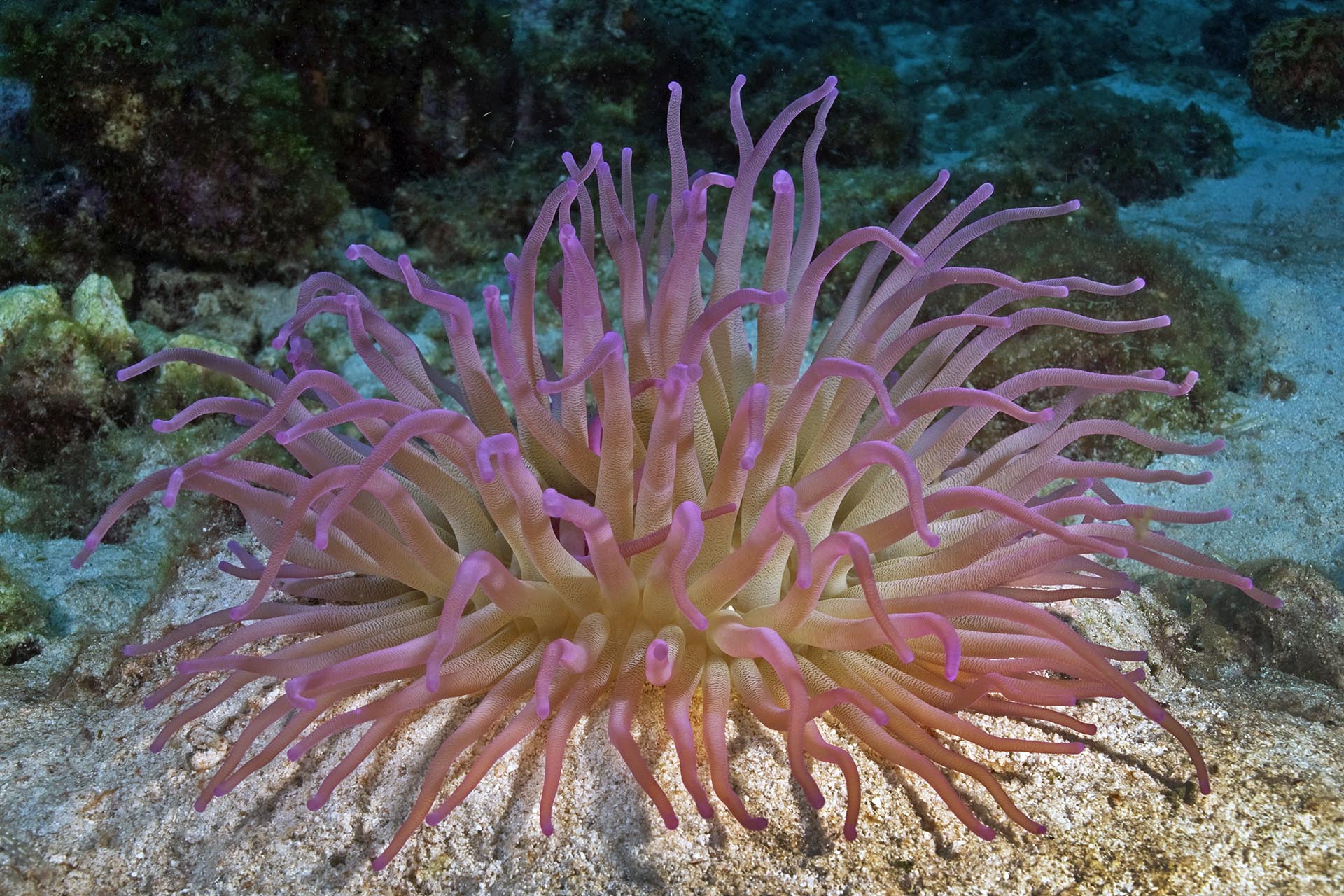 Condylactis gigantea