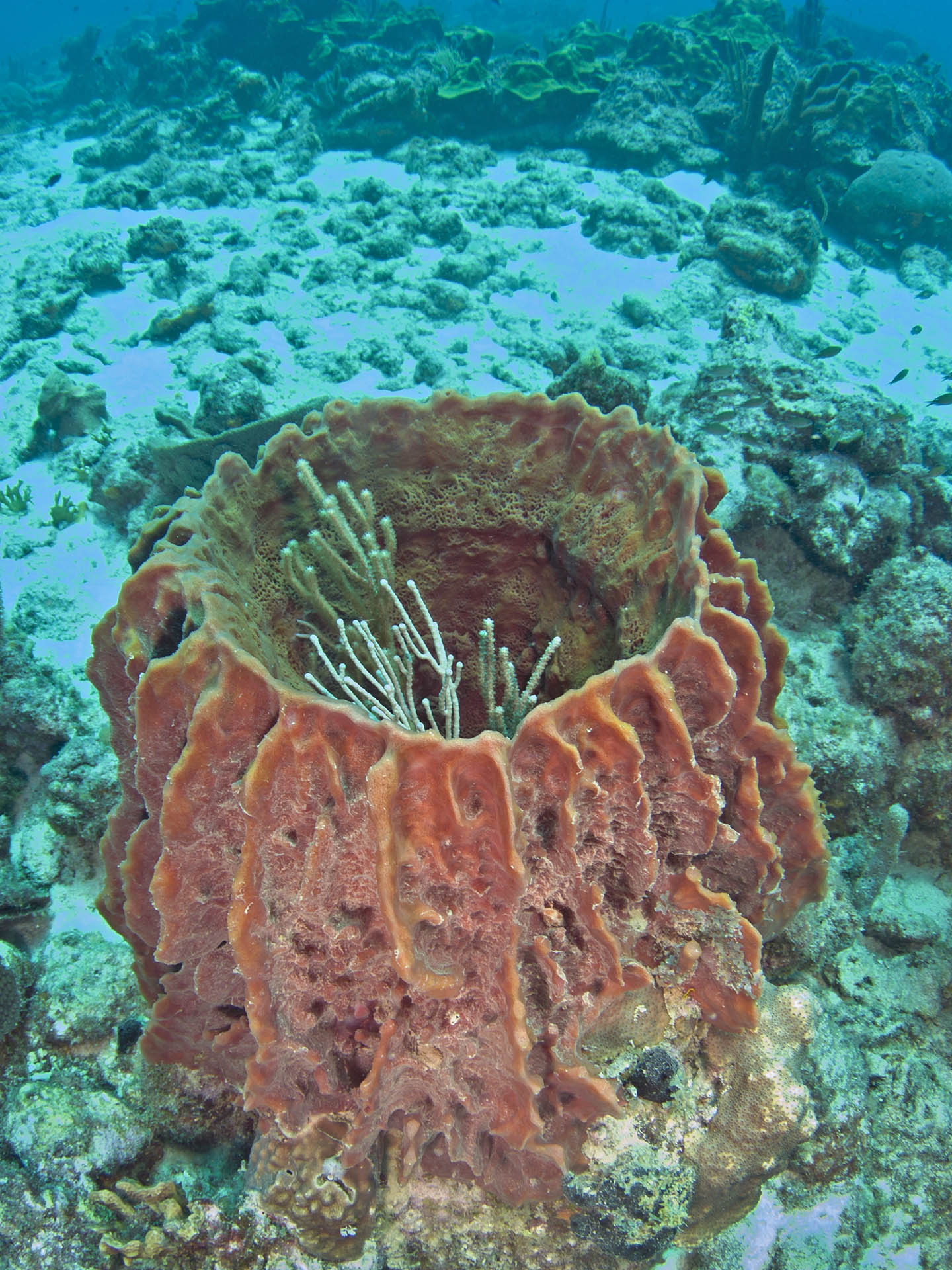 Xestospongia muta