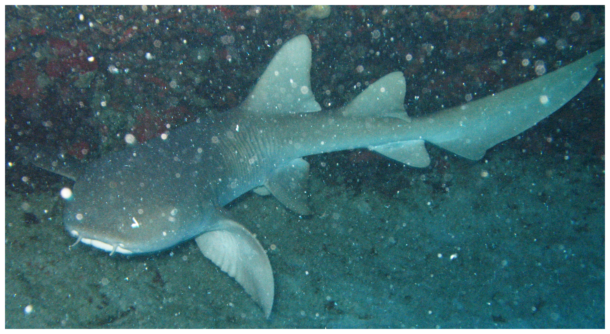 Atlantic Nurse Shark