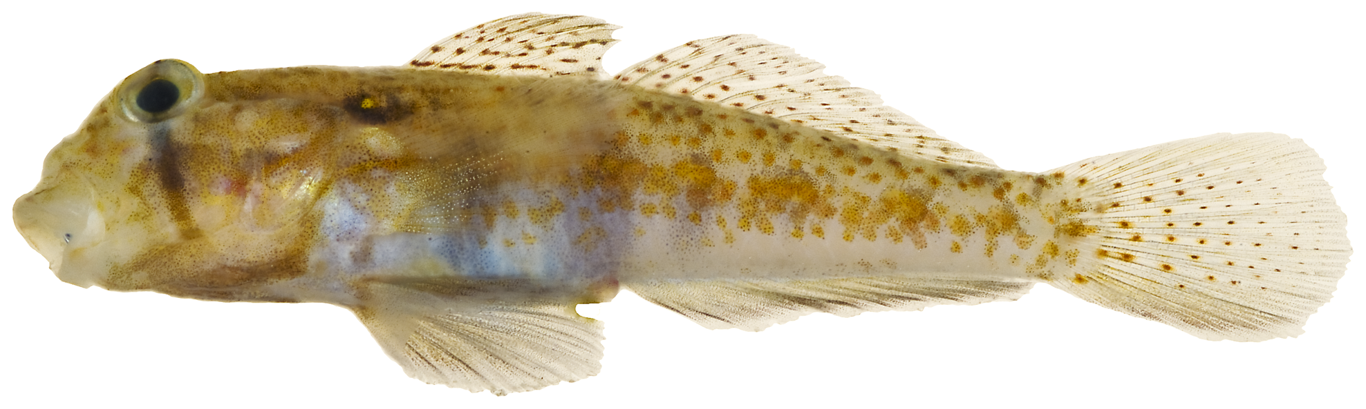 Gnatholepis thompsoni