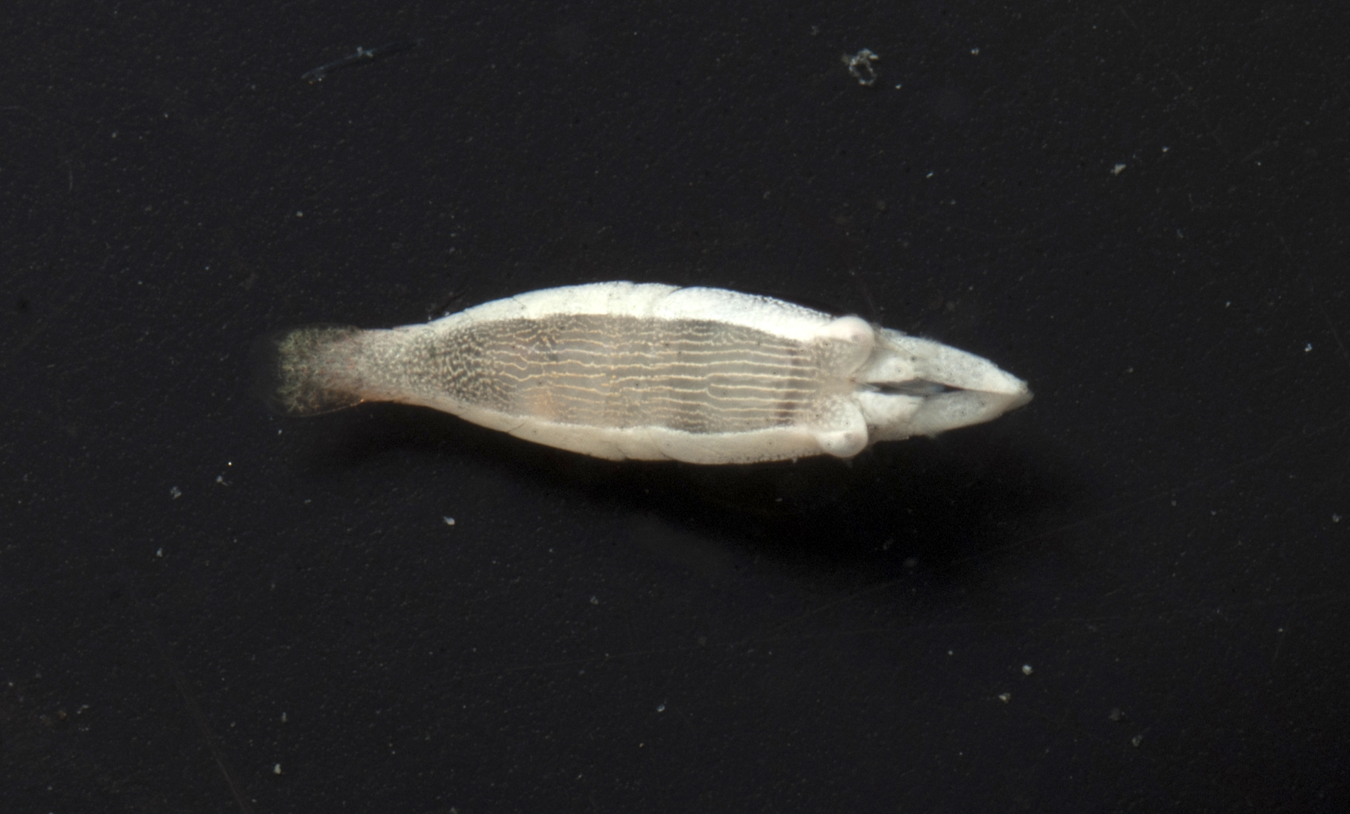 Gnathophylloides mineri