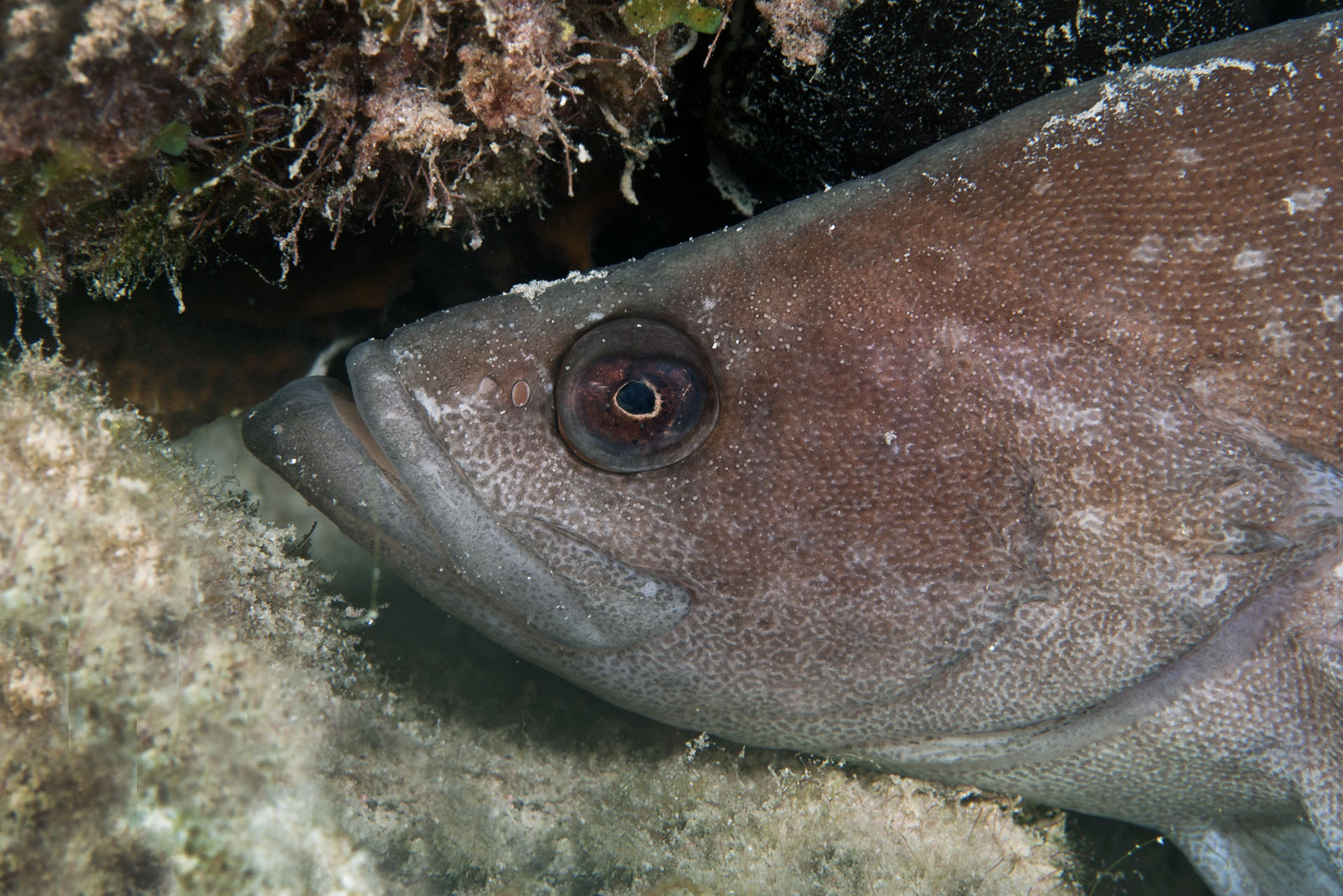 Rypticus saponaceus