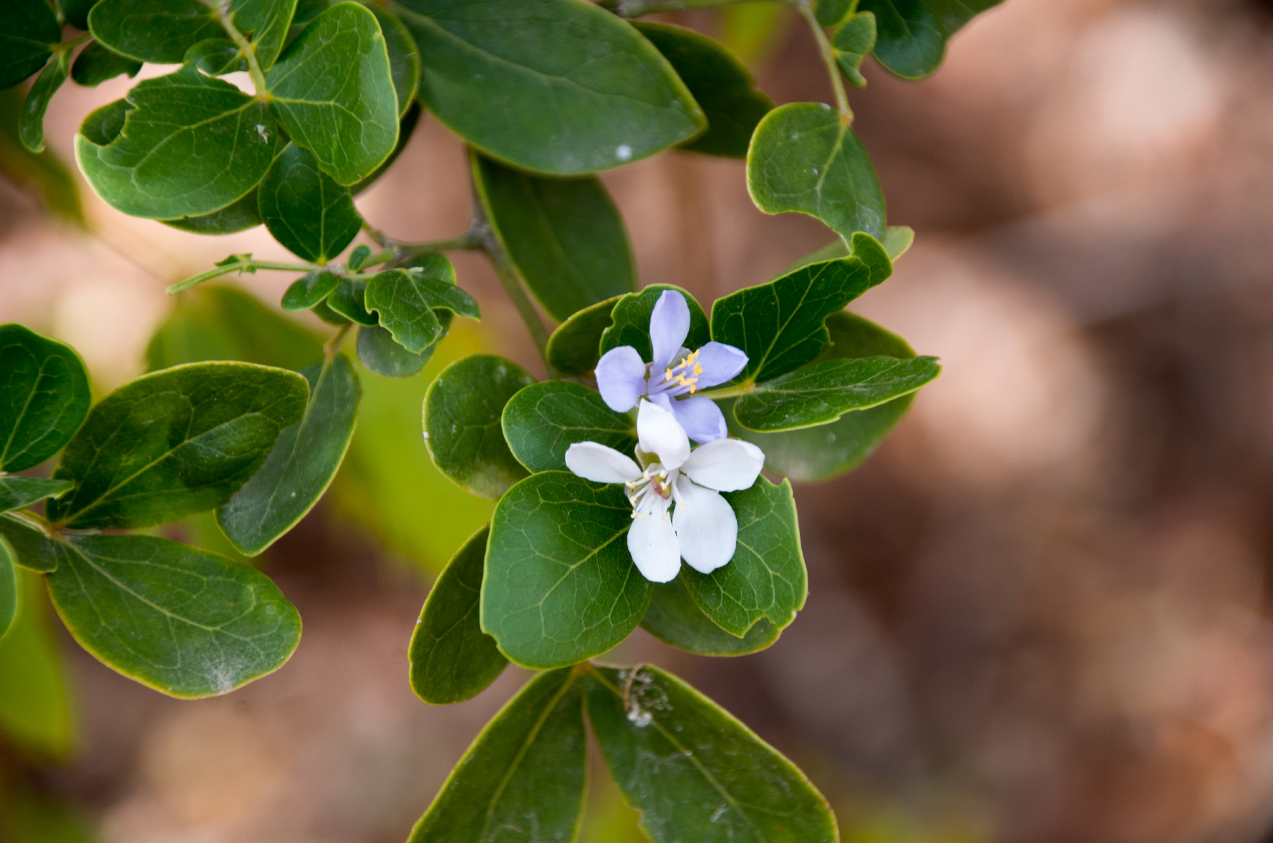 Guaiacum officinale