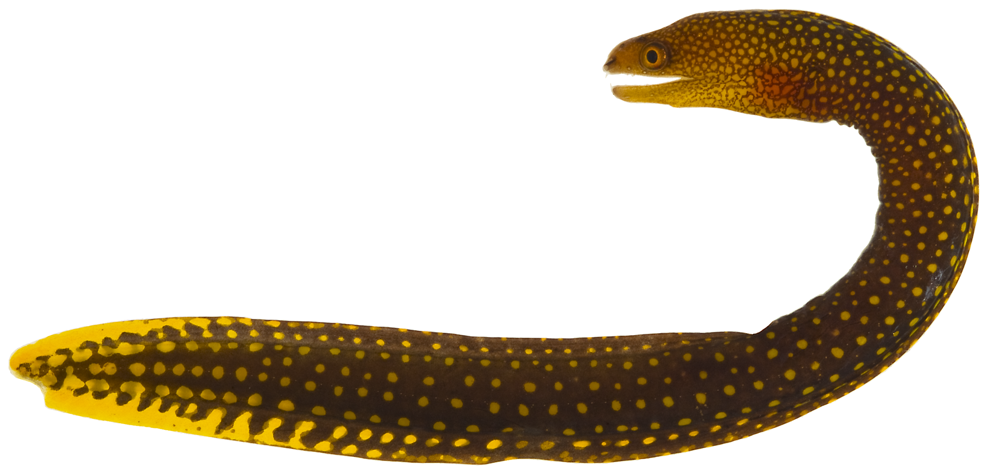Gymnothorax miliaris