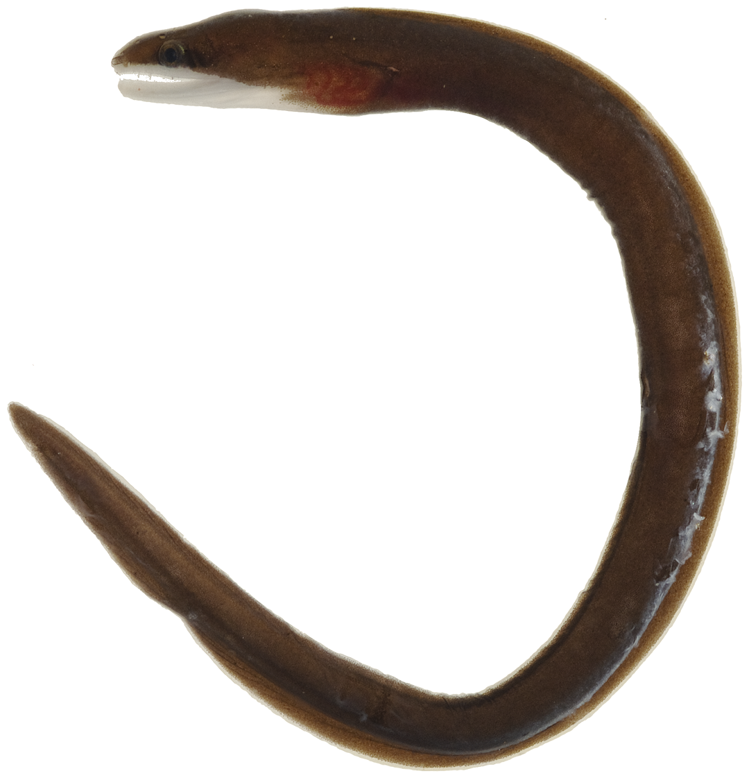 Brown Conger