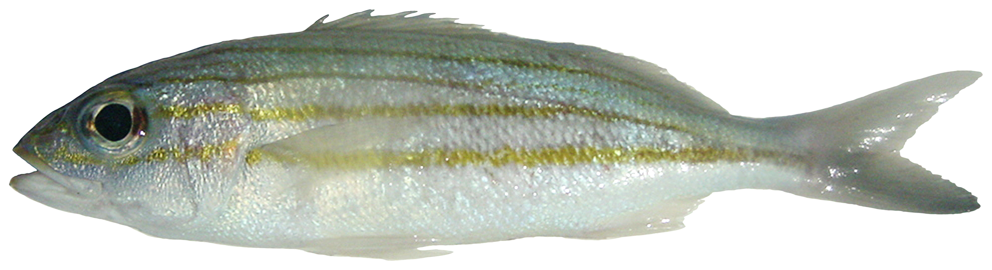 Haemulon striatum