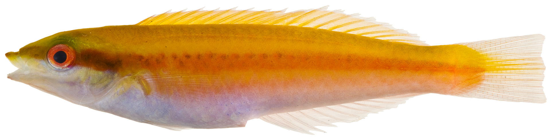 Halichoeres pictus