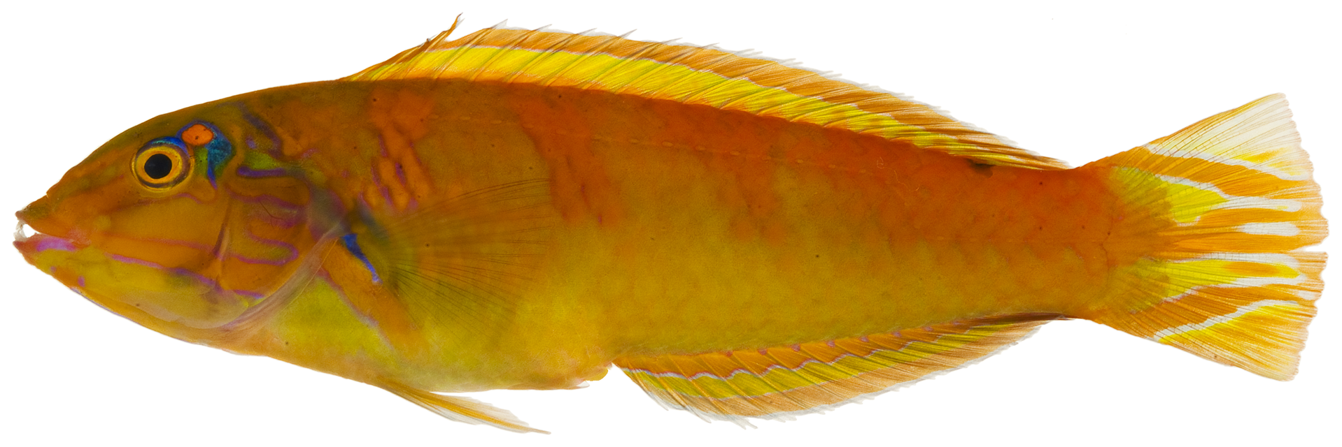 Halichoeres poeyi