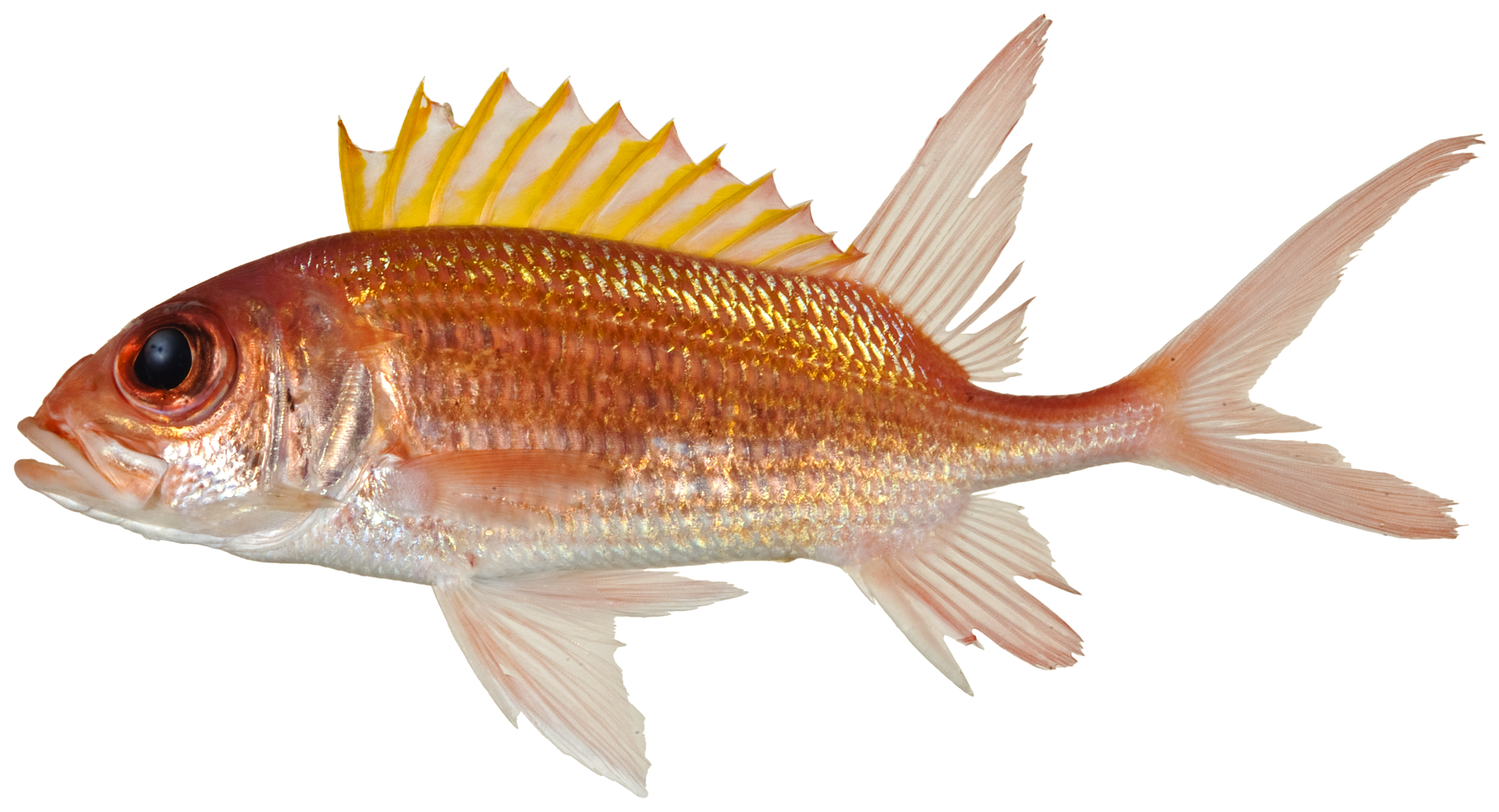 Squirrelfish