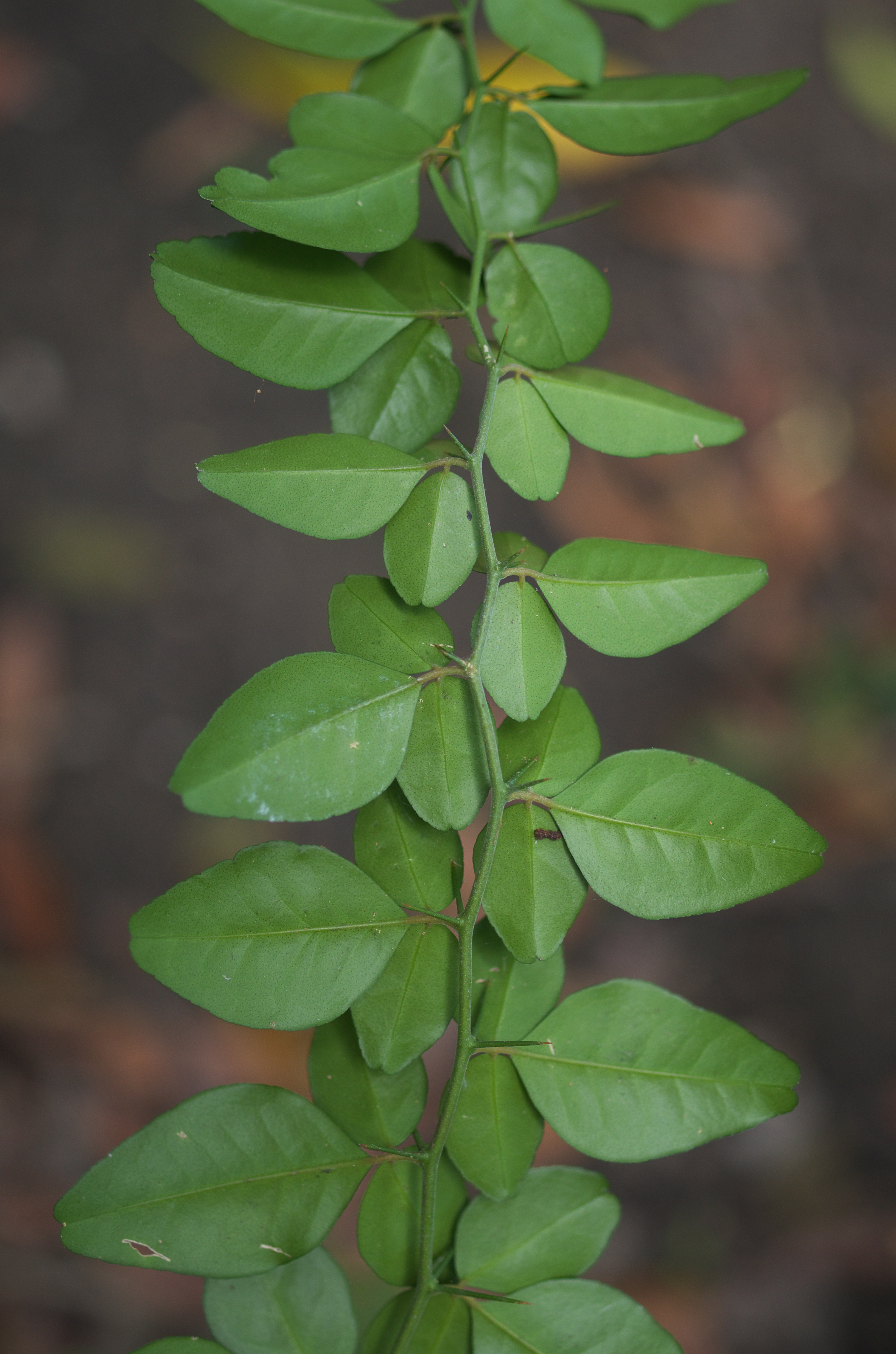 Triphasia trifolia