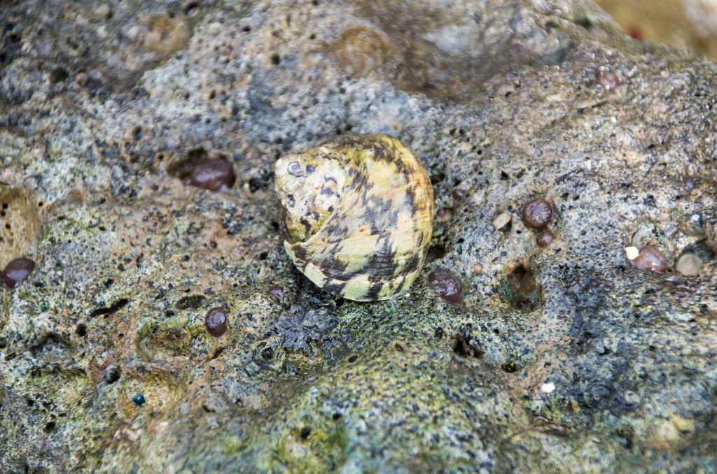 Cittarium pica