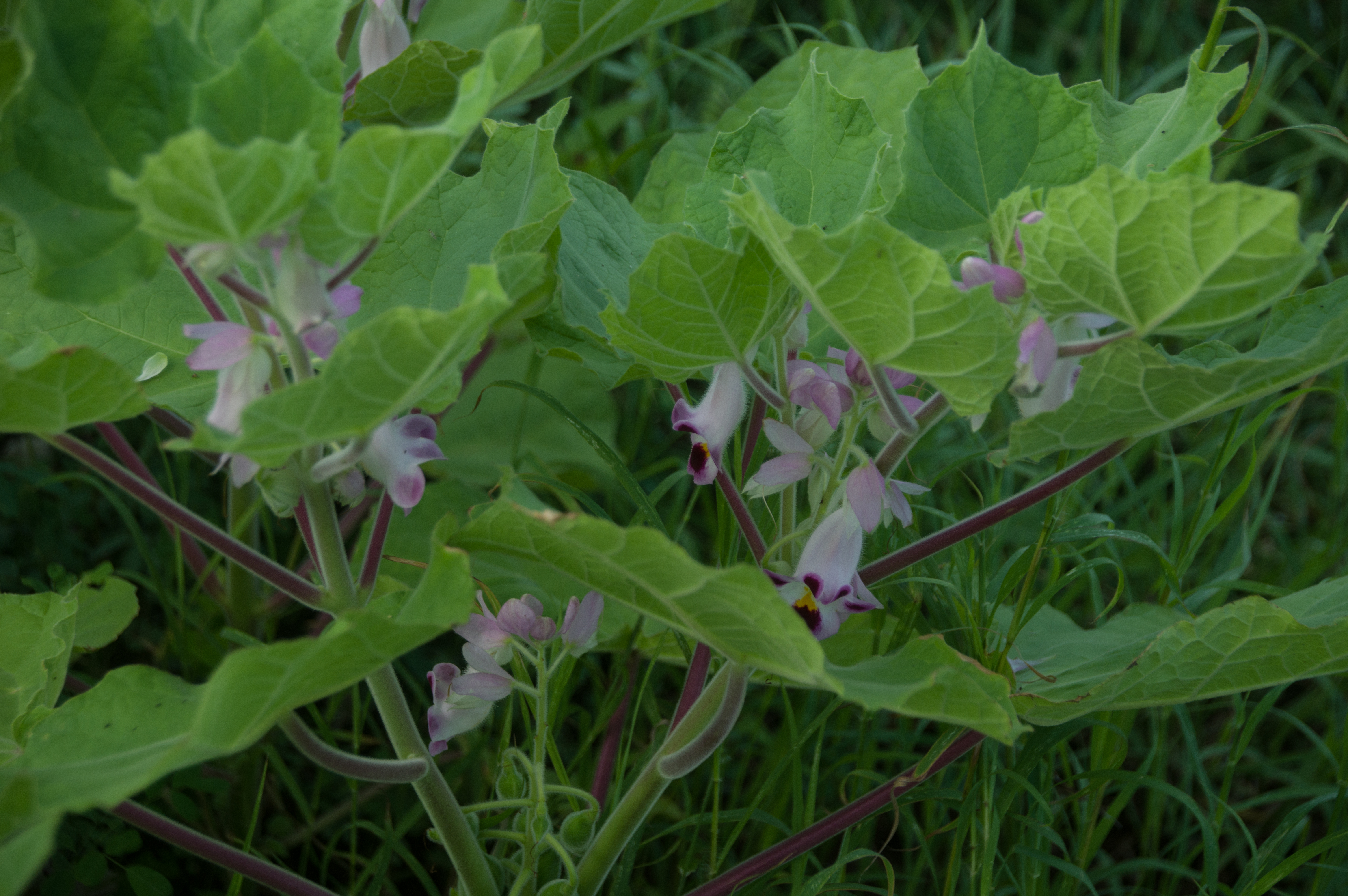 Martynia annua