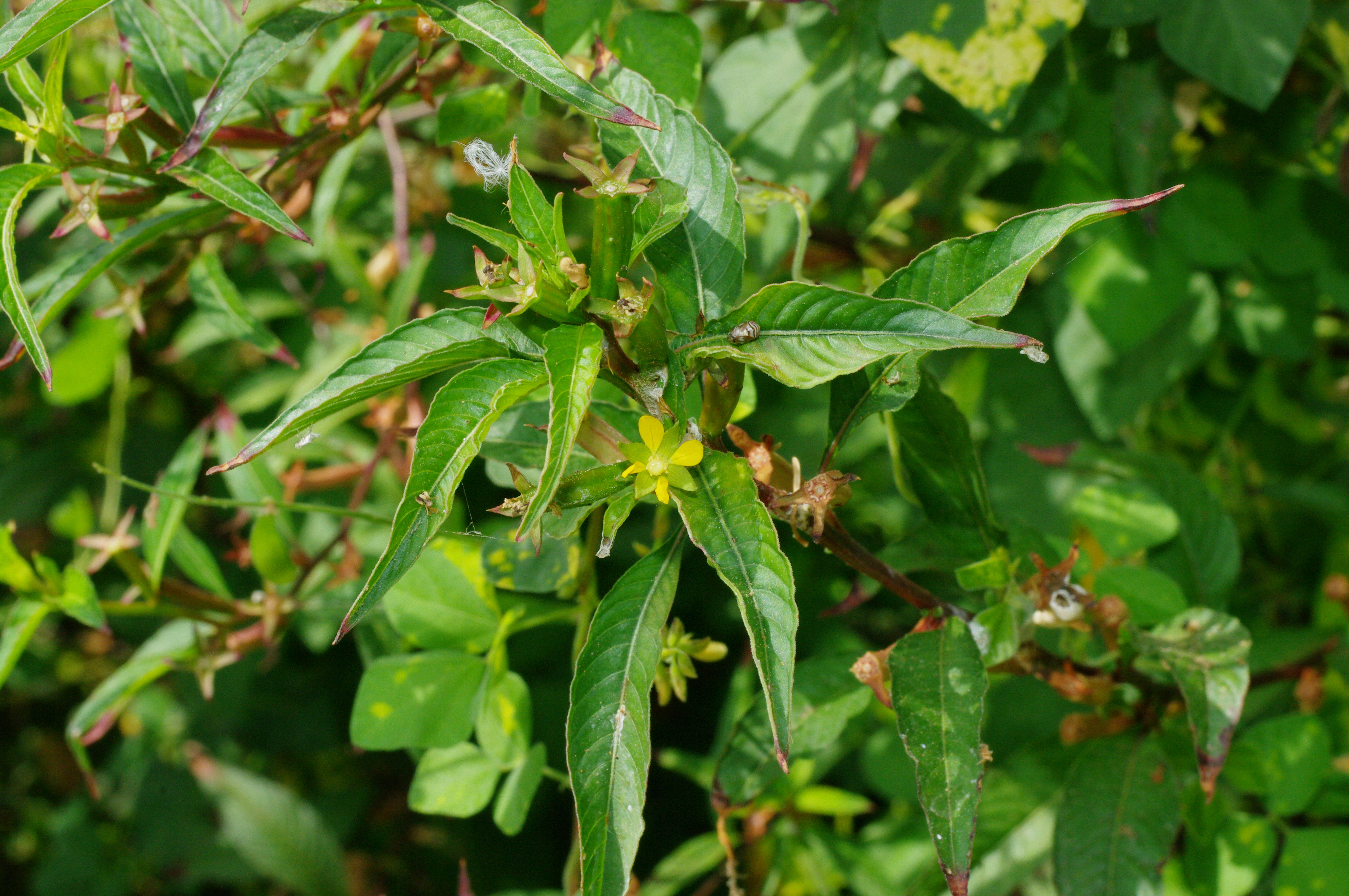Ludwigia erecta
