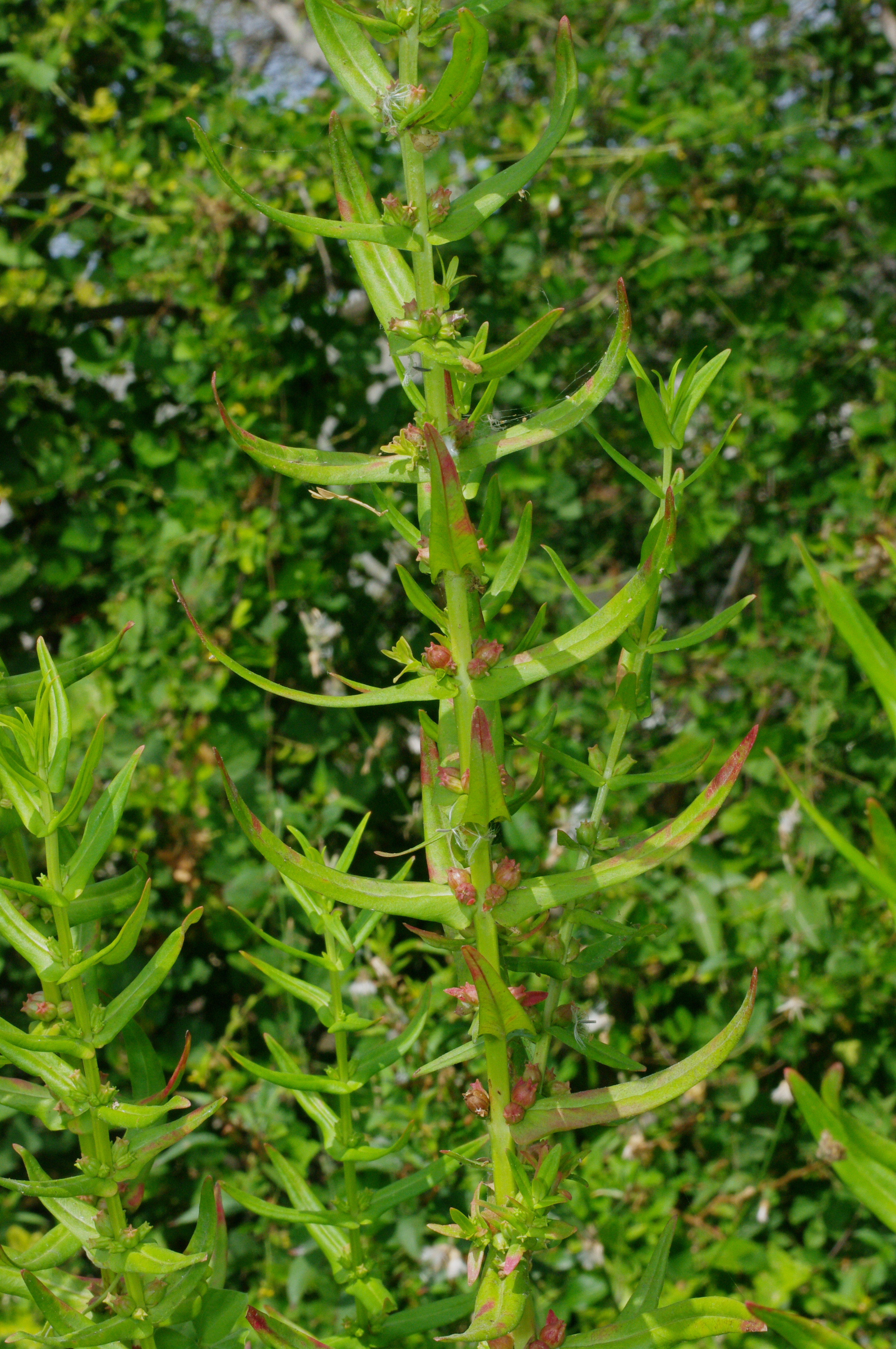 Ammannia latifolia