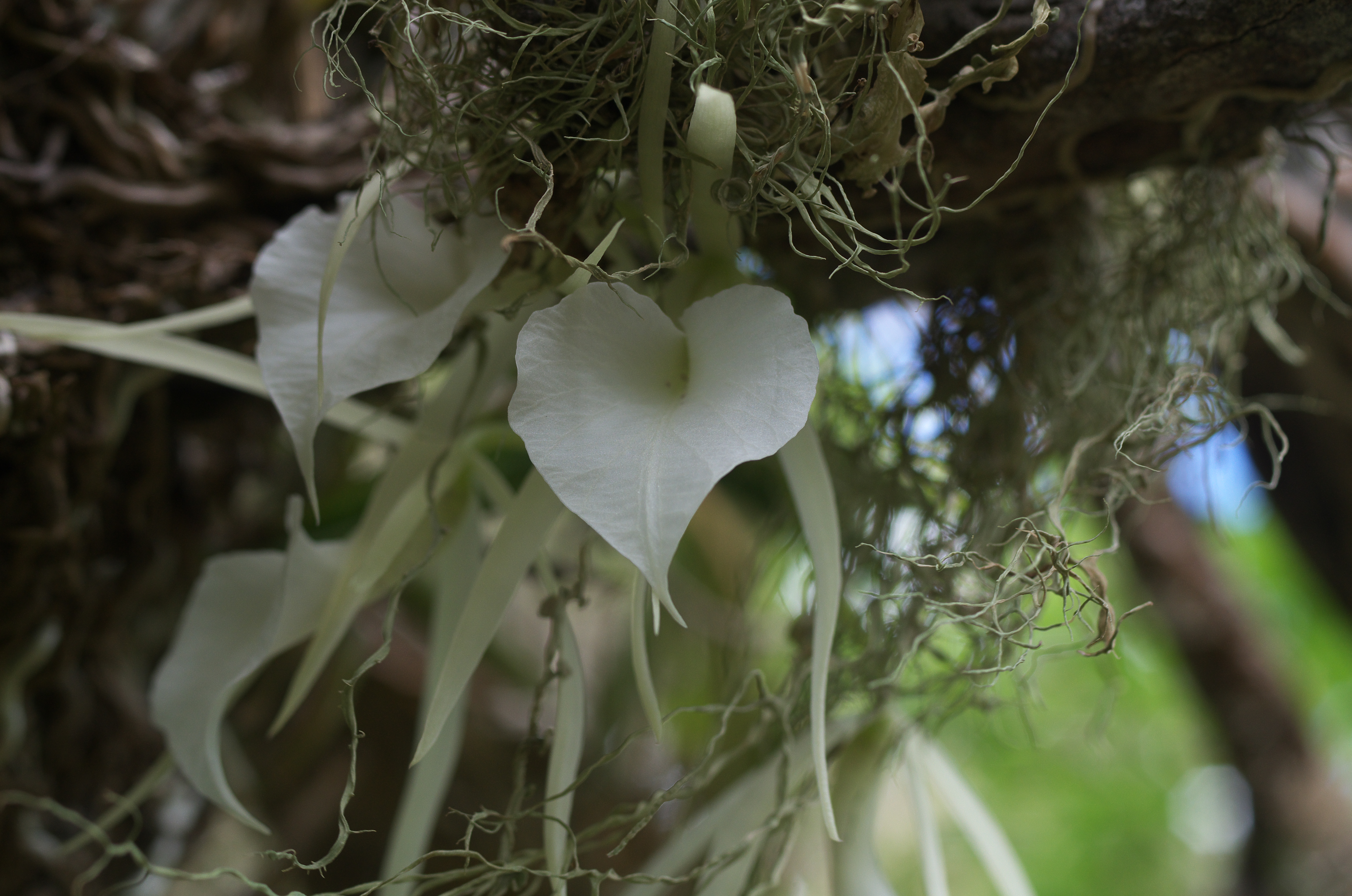 Brassavola nodosa