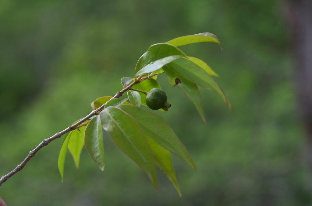 Psidium sartorianum