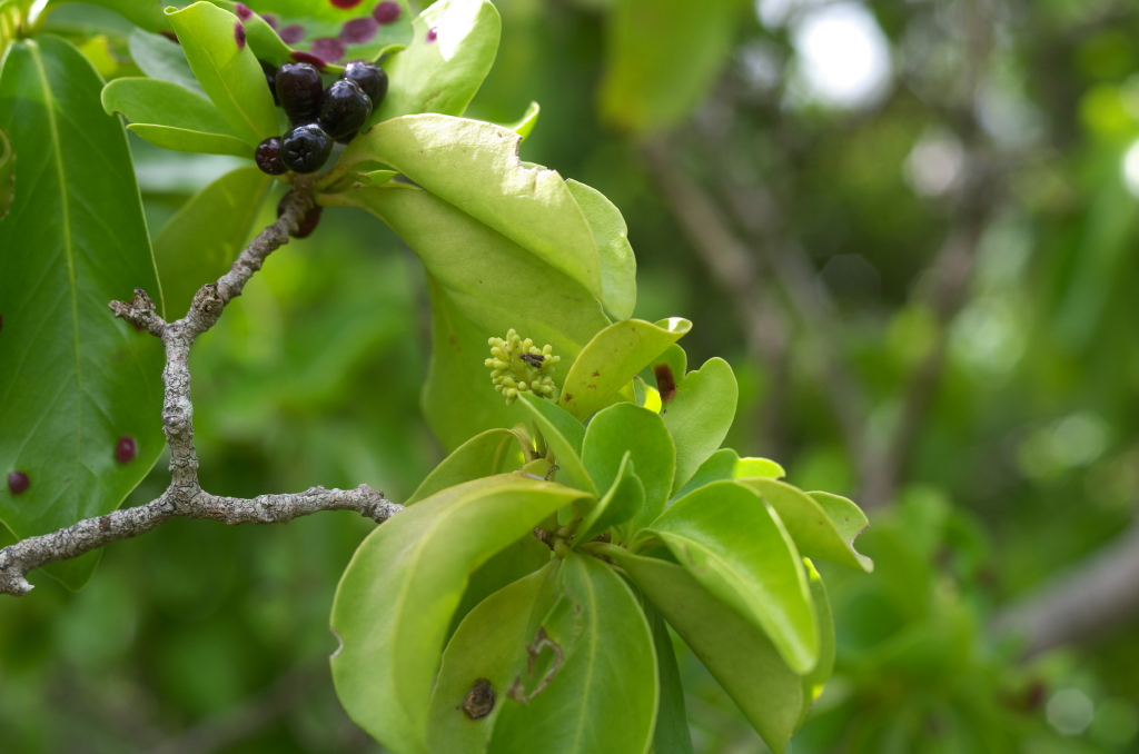 Guapira fragrans