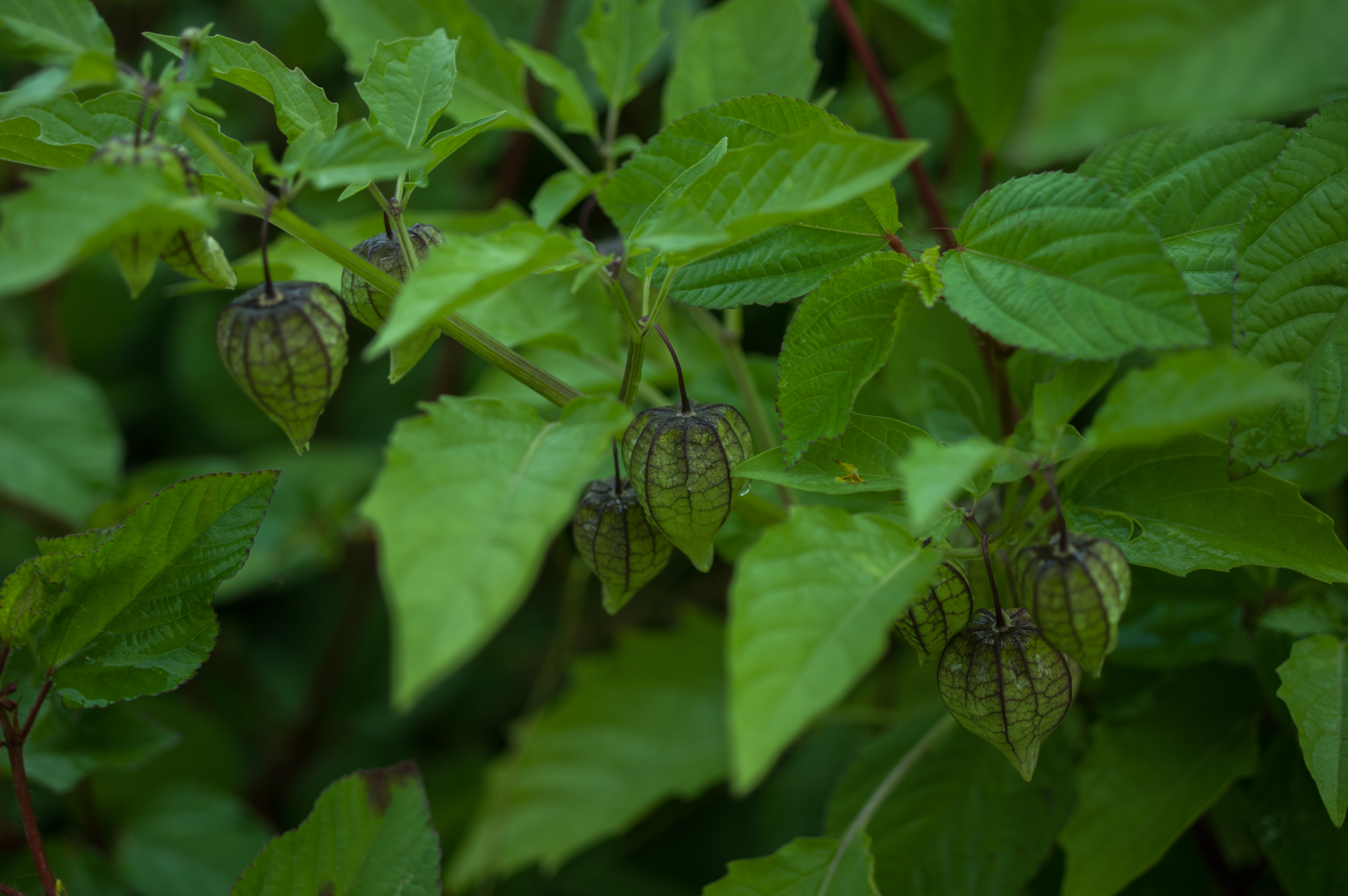 Physalis angulata
