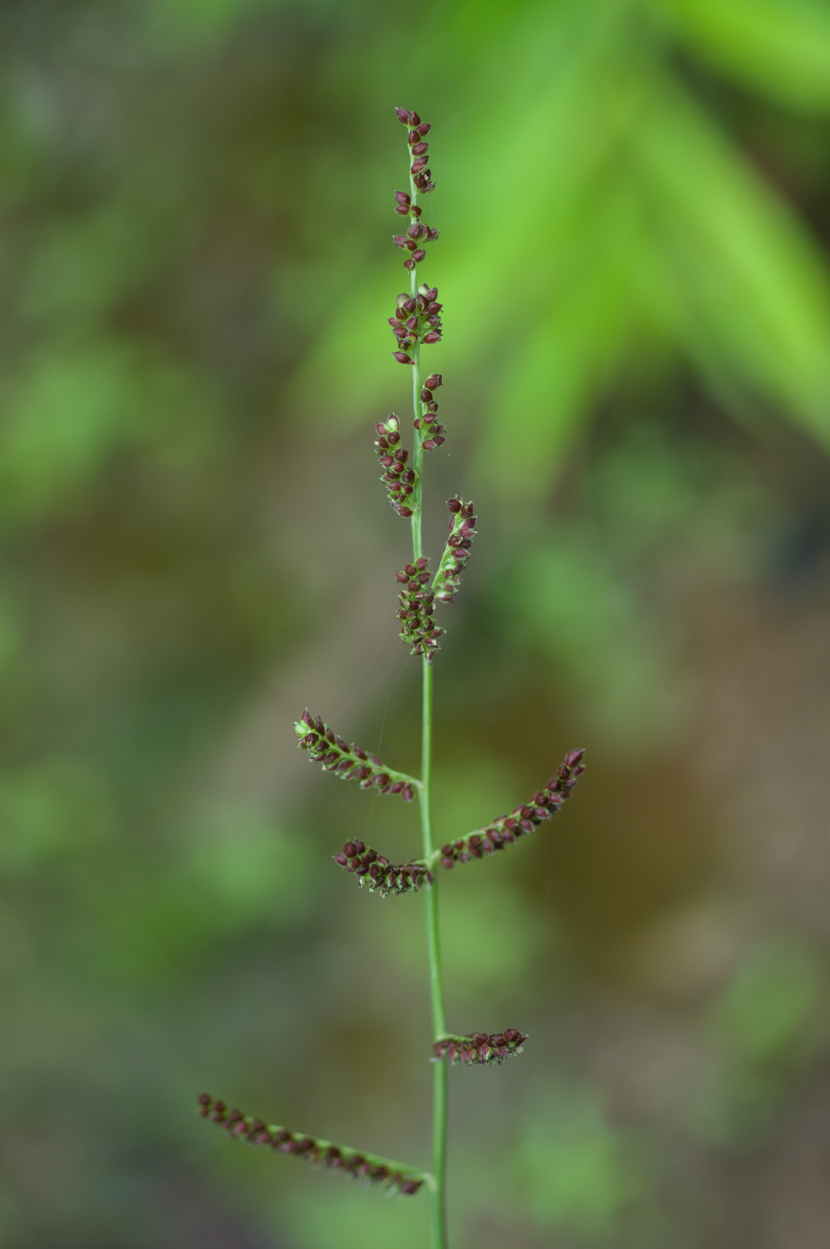 Echinochloa colona