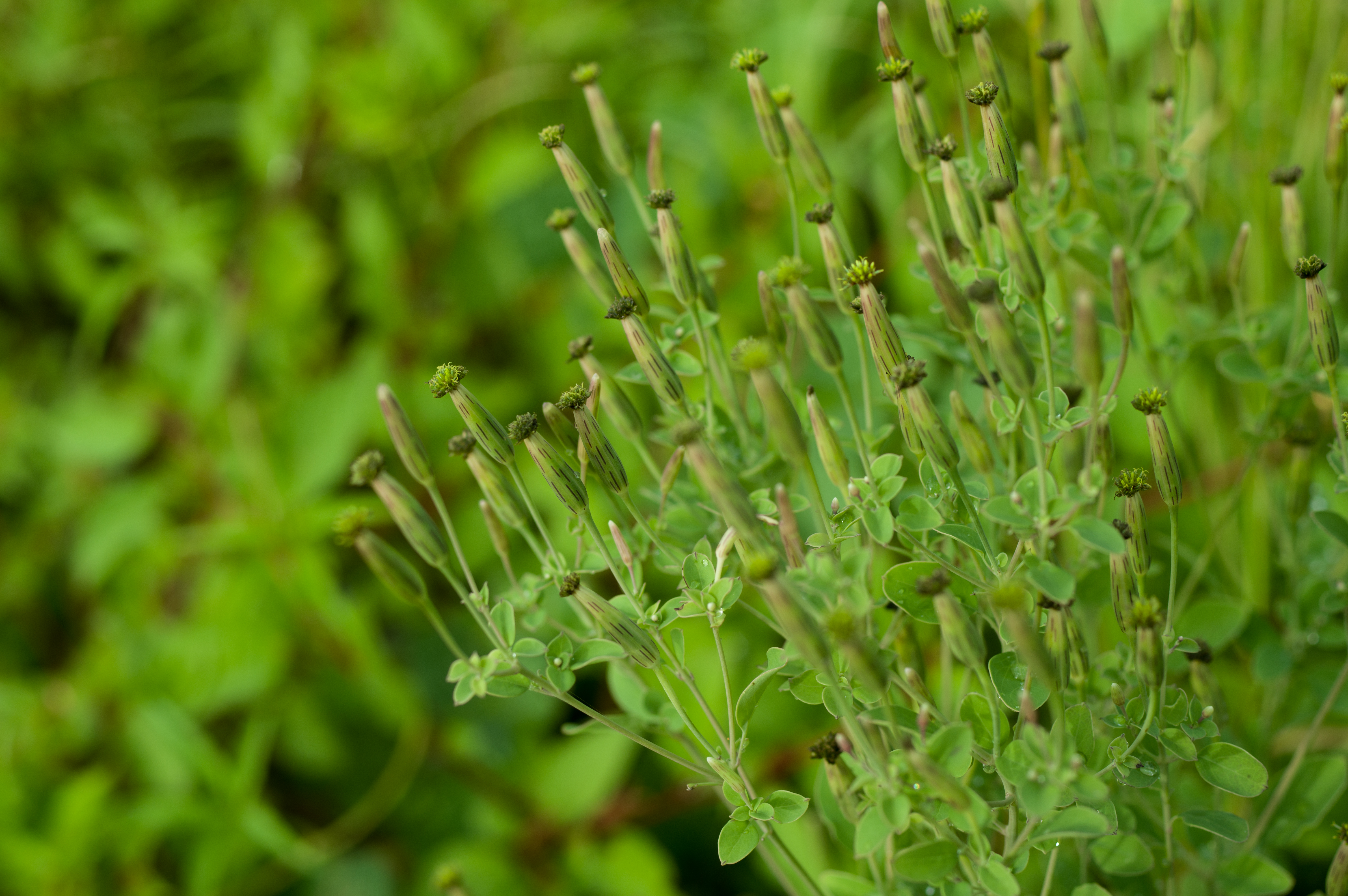 Porophyllum ruderale