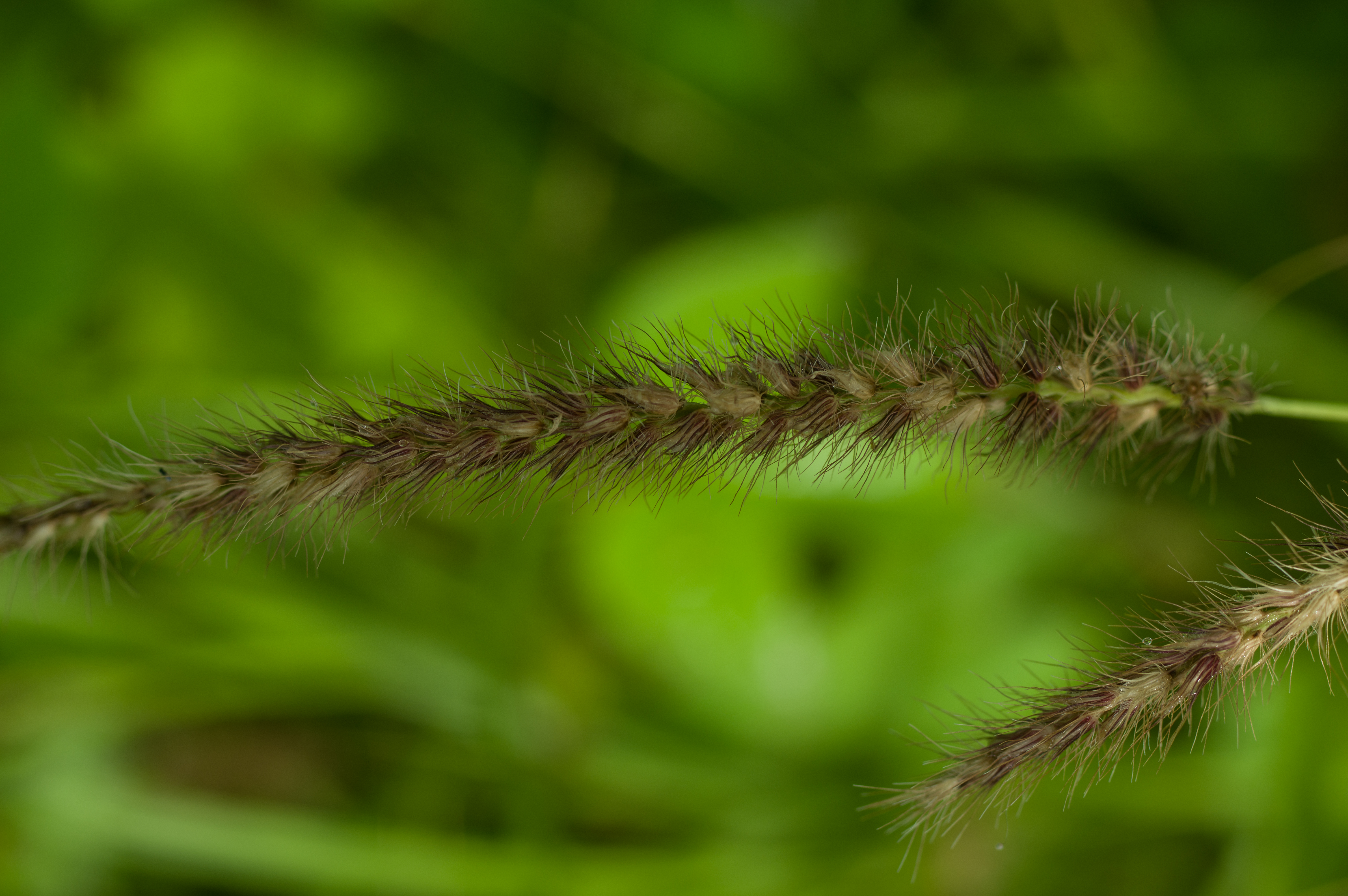 Cenchrus ciliaris