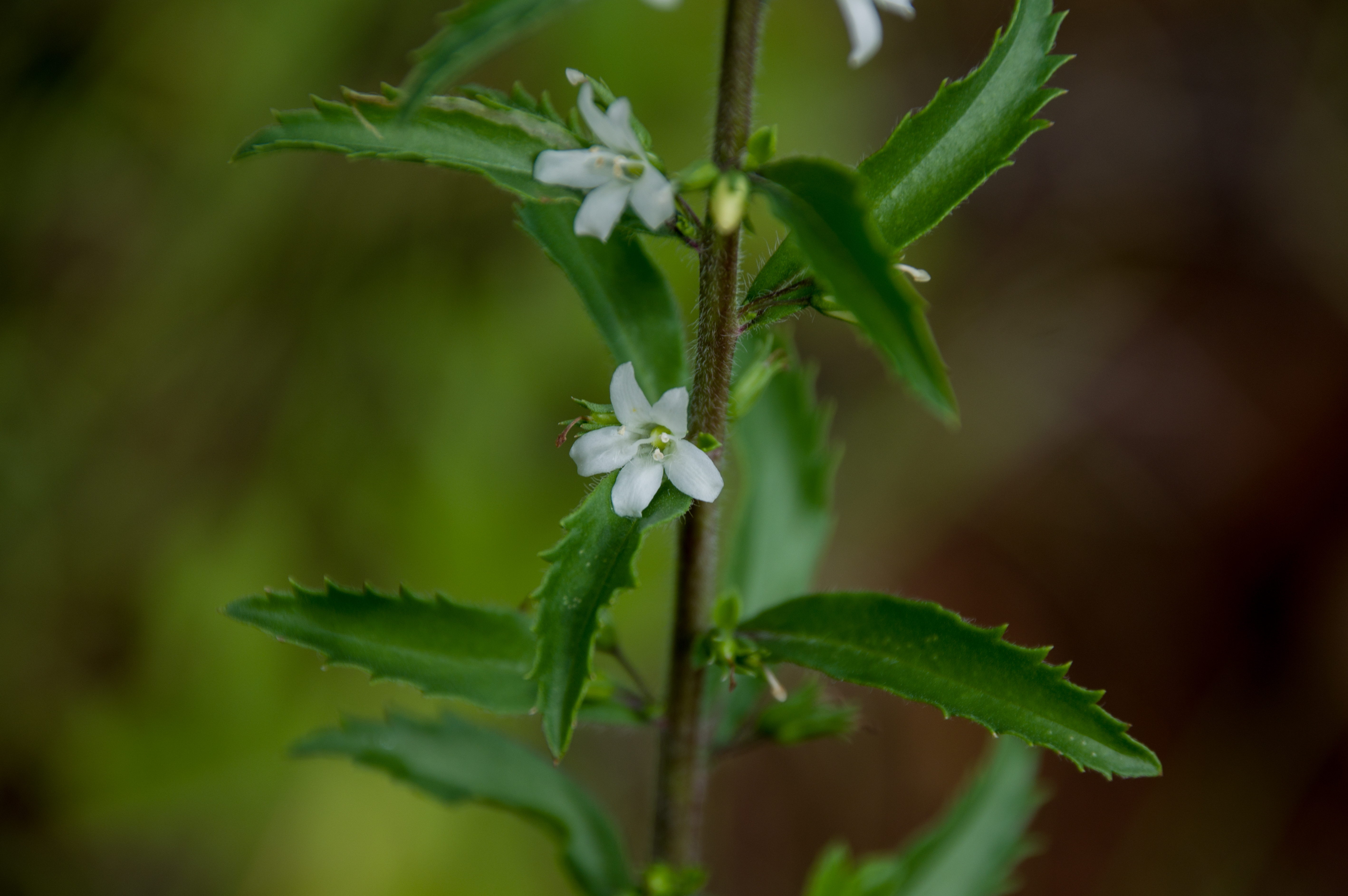 Capraria biflora