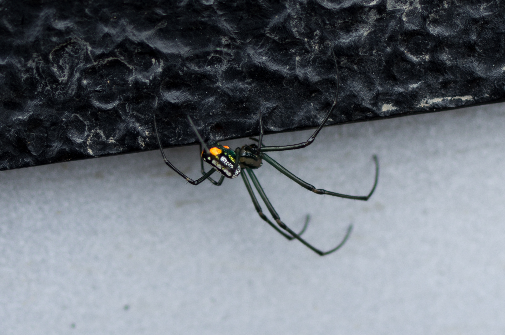 Leucauge argyra