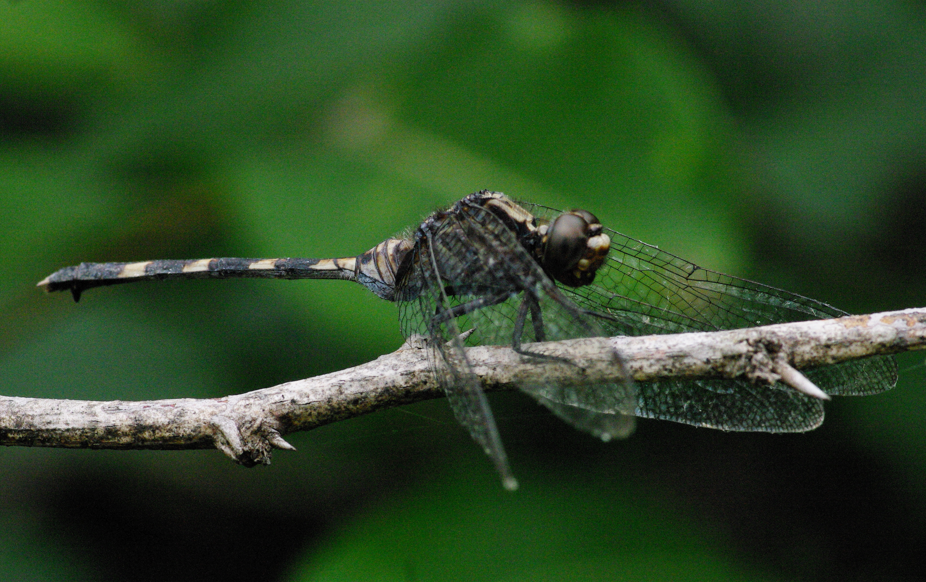 Erythemis plebeja