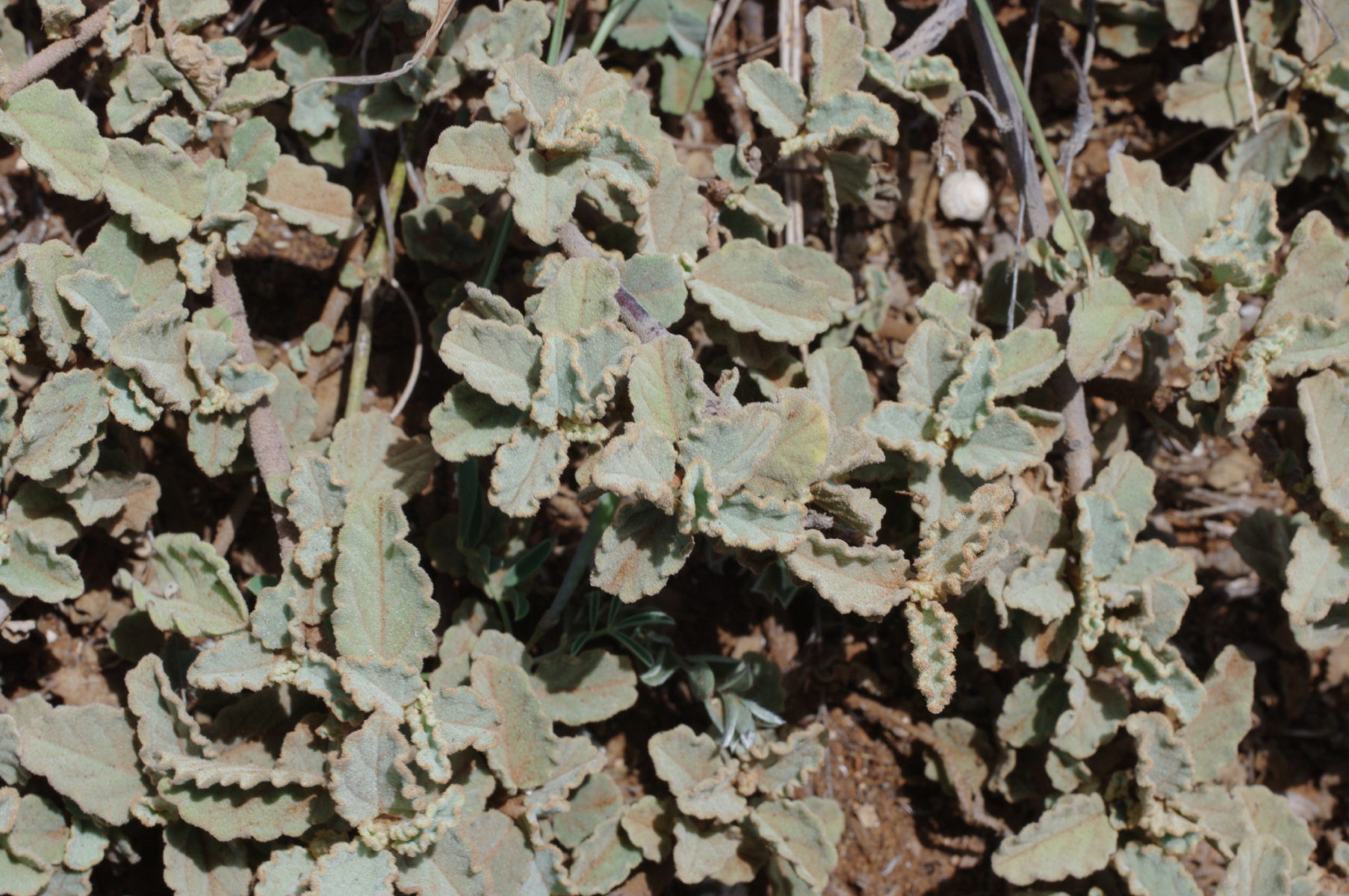 Corchorus hirsutus